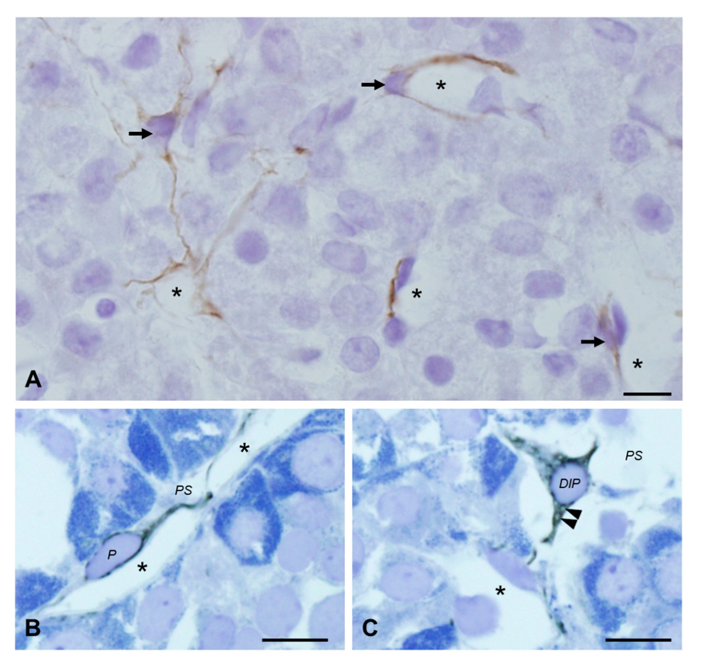 Ijms 22 08630 g001 550