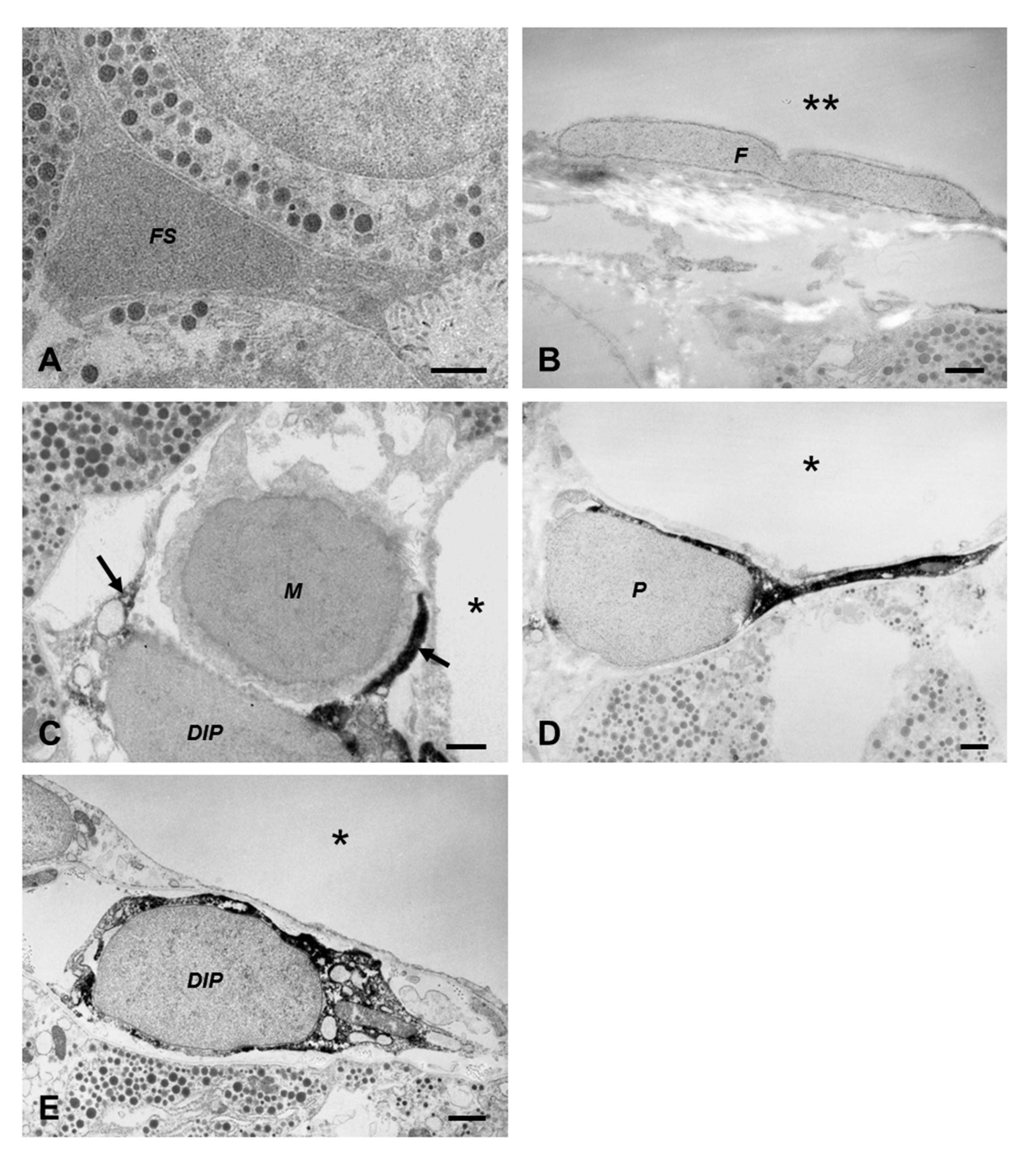 Ijms 22 08630 g002 550