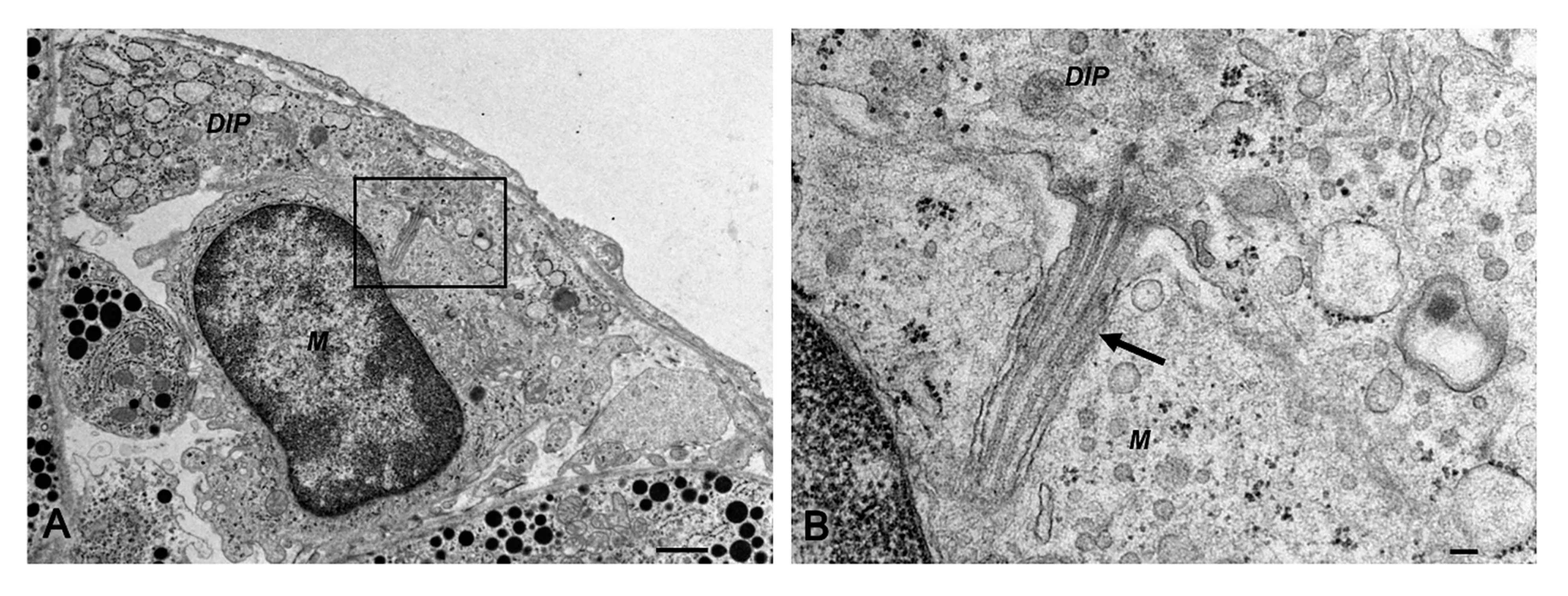 Ijms 22 08630 g004 550