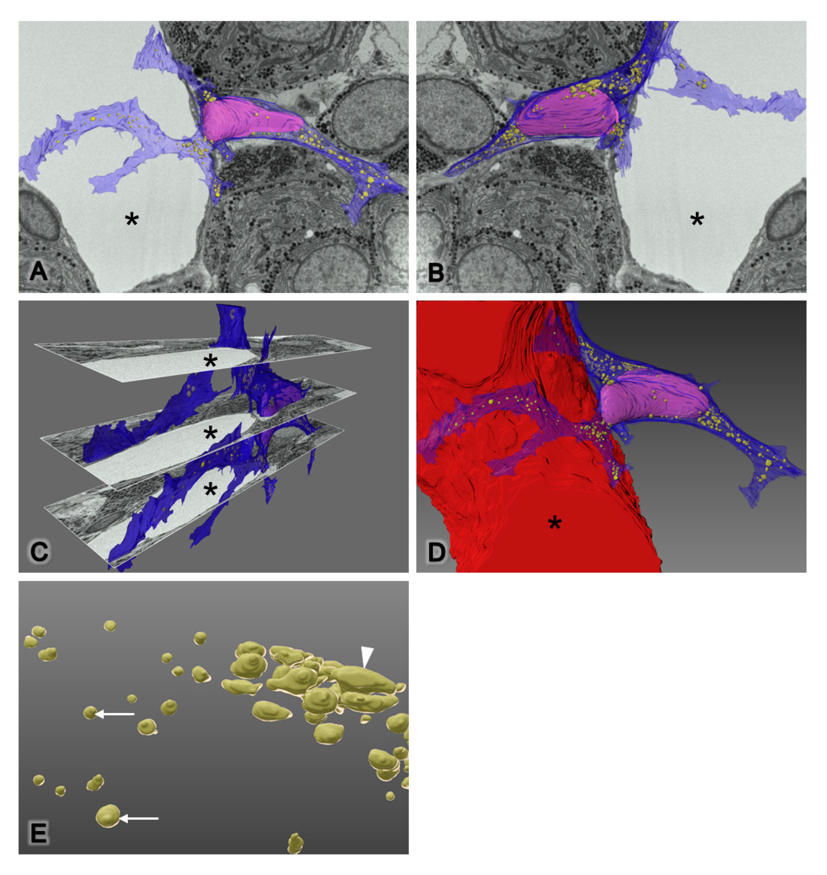 Ijms 22 08630 g006 550