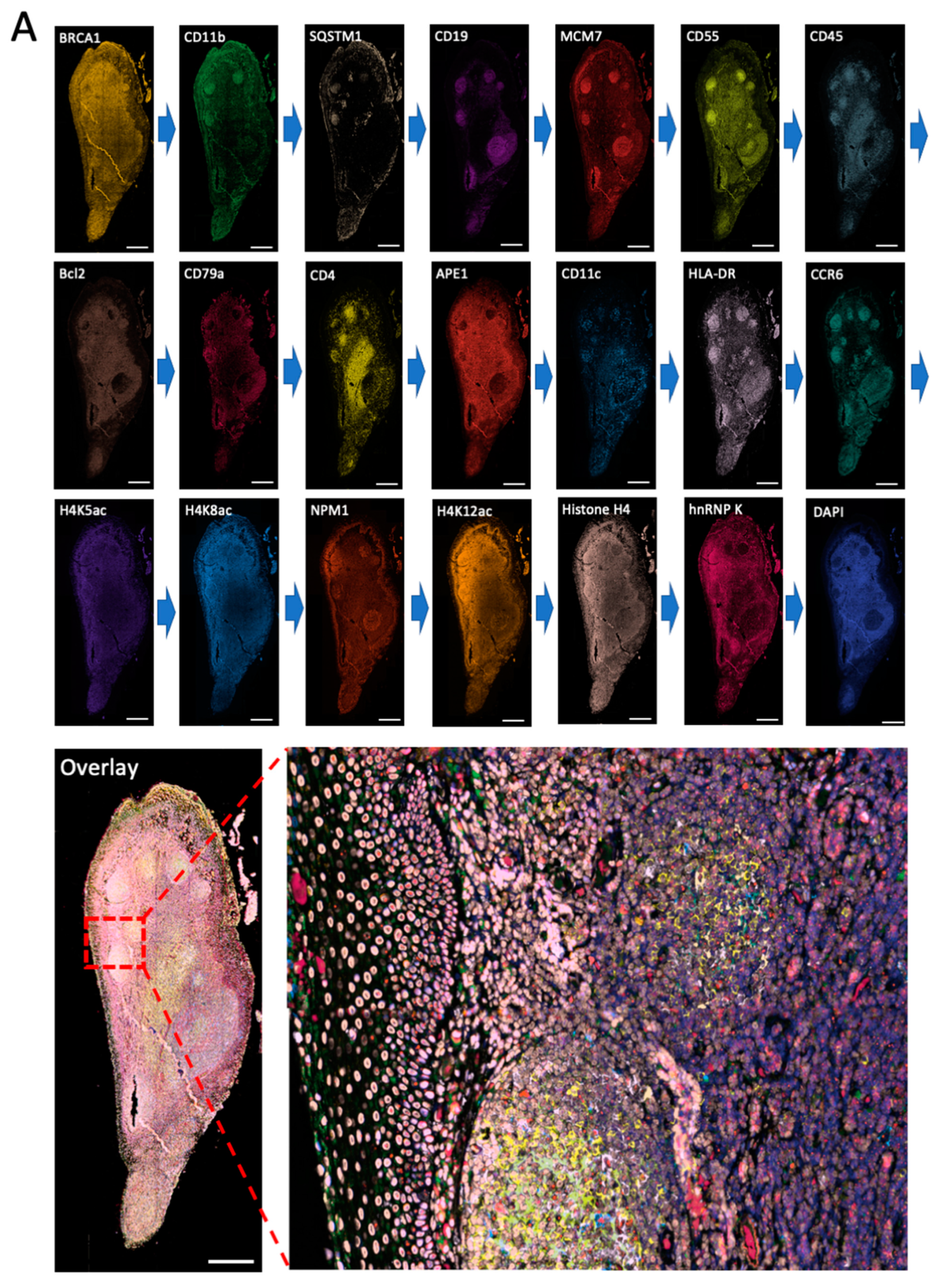 Ijms 22 08644 g004a 550