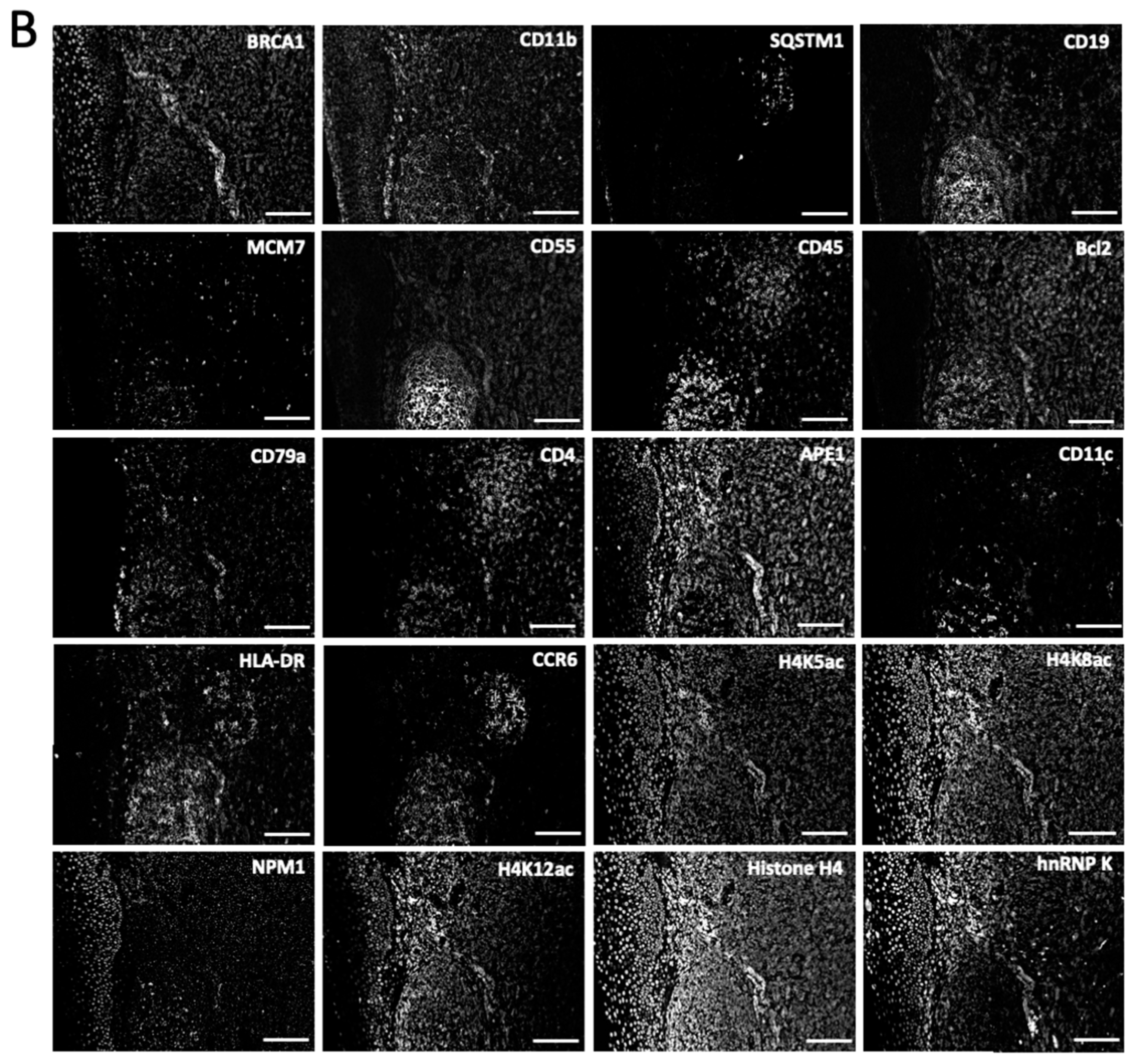 Ijms 22 08644 g004b 550