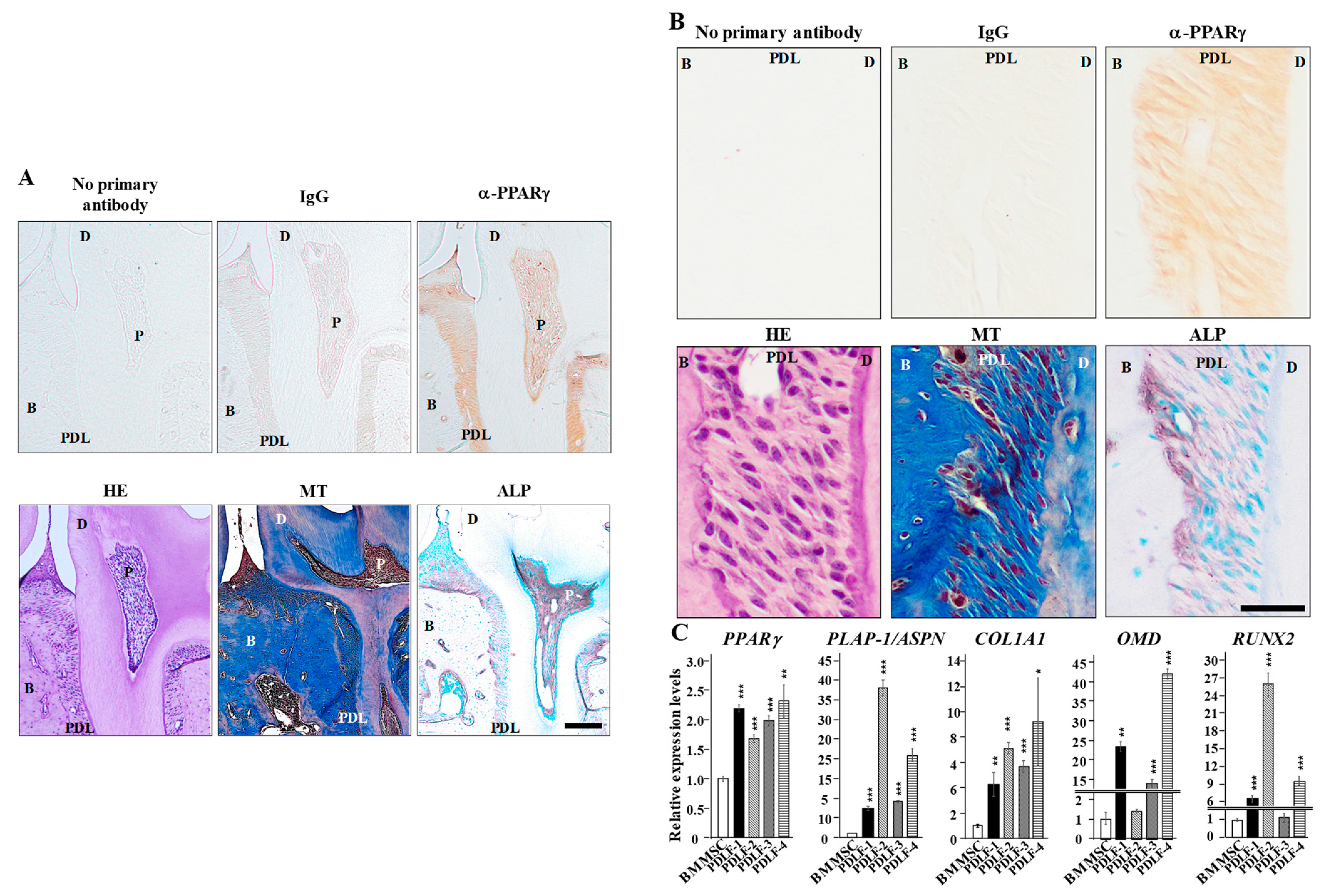 Ijms 22 08646 g001 Ijms 22 08646 g001