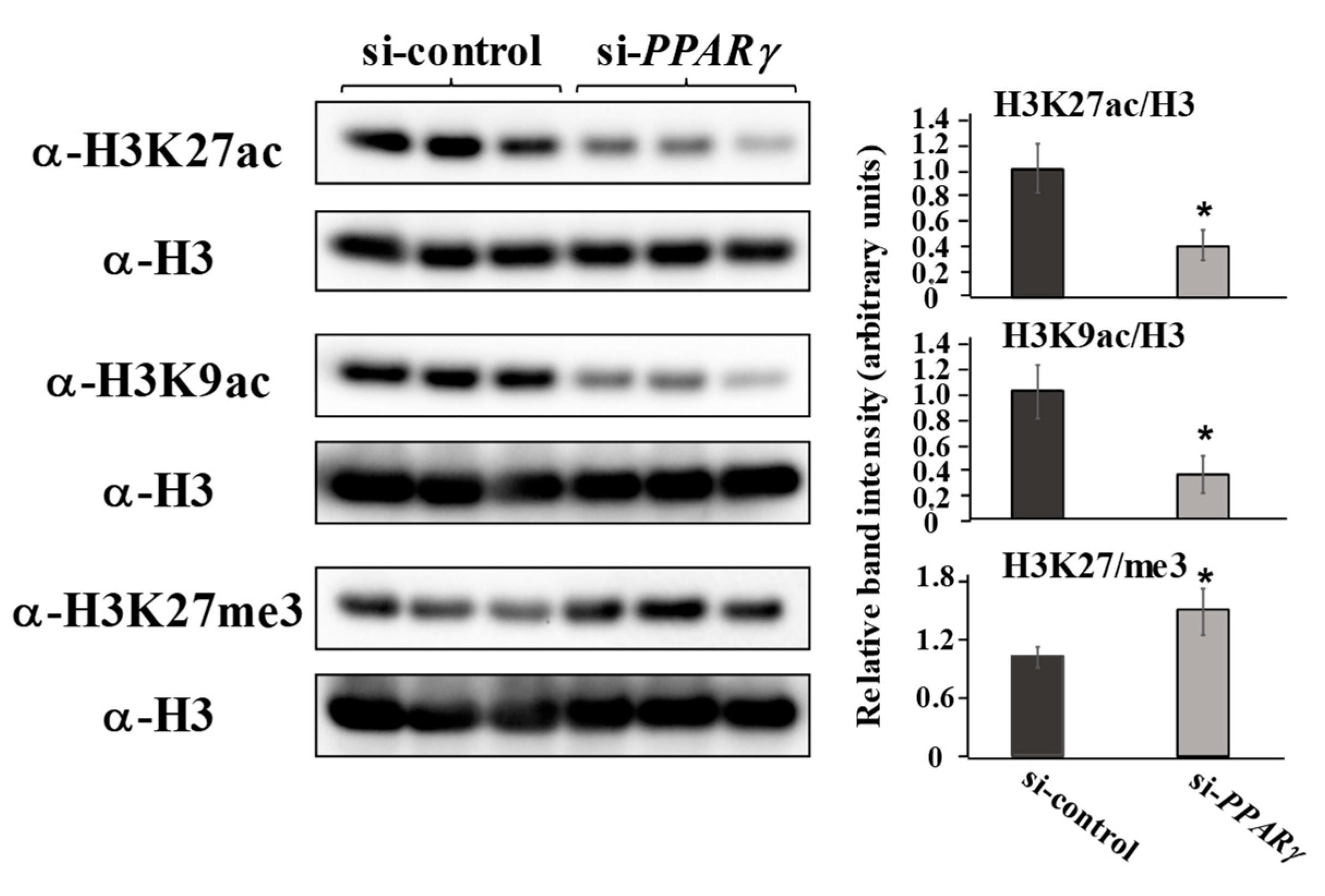 Ijms 22 08646 g004 Ijms 22 08646 g004
