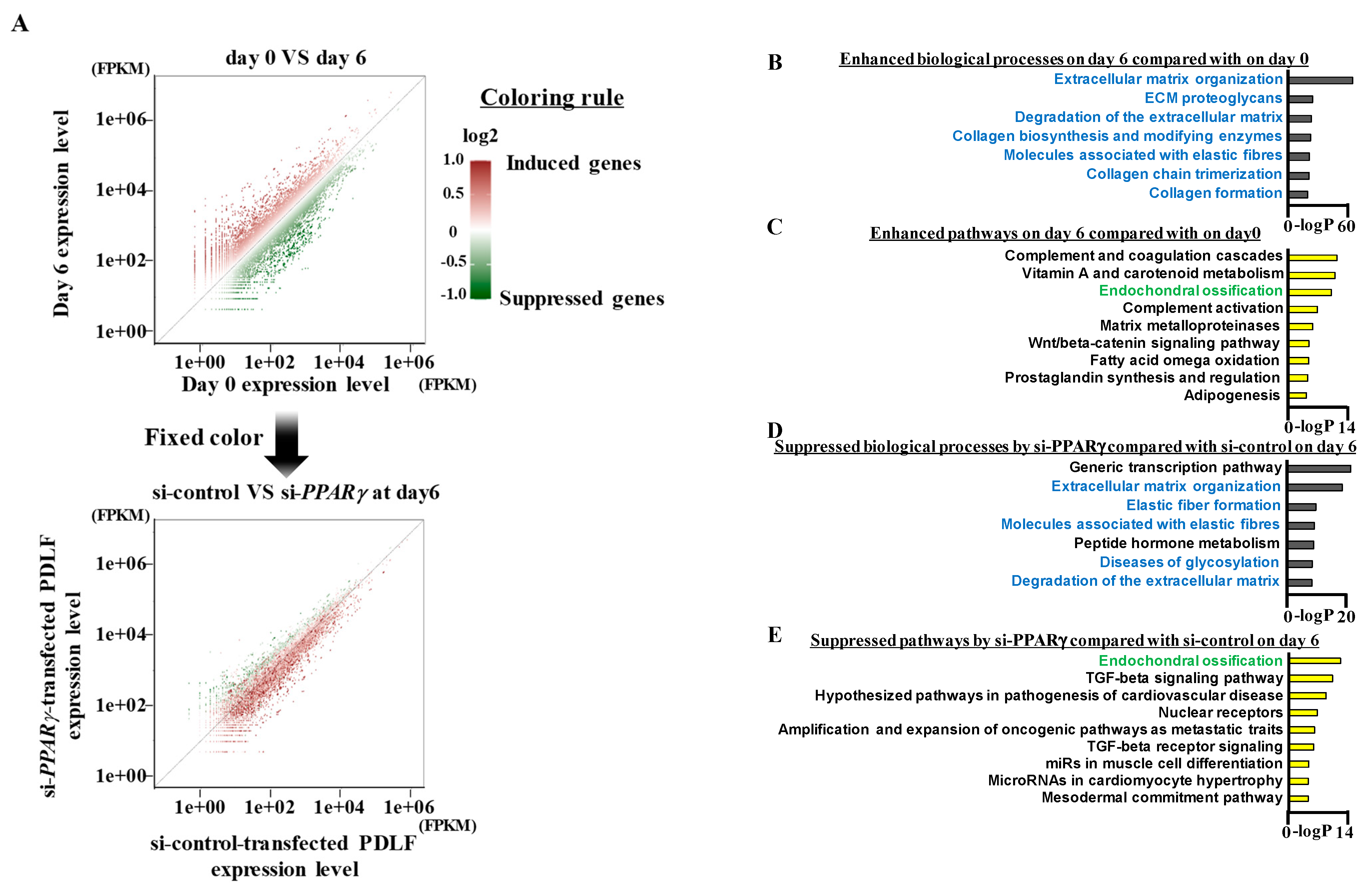 Ijms 22 08646 g005 Ijms 22 08646 g005