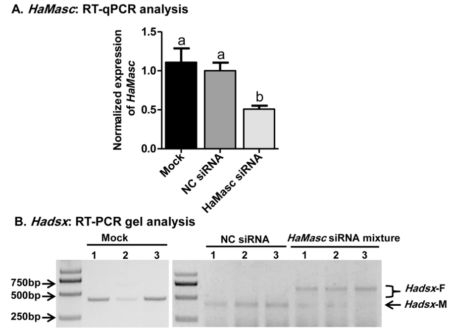 Ijms 22 08650 g006 550