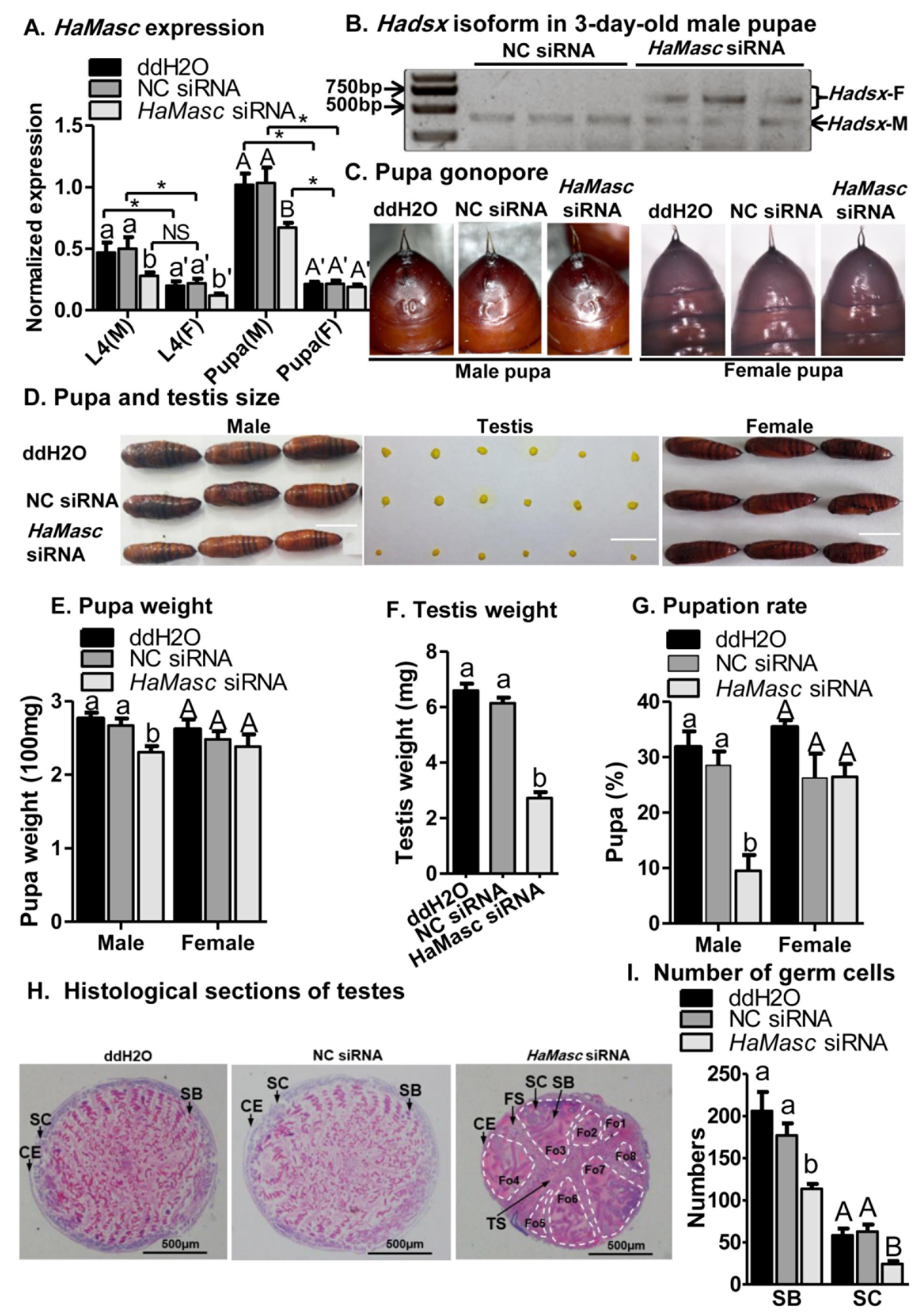 Ijms 22 08650 g007 550