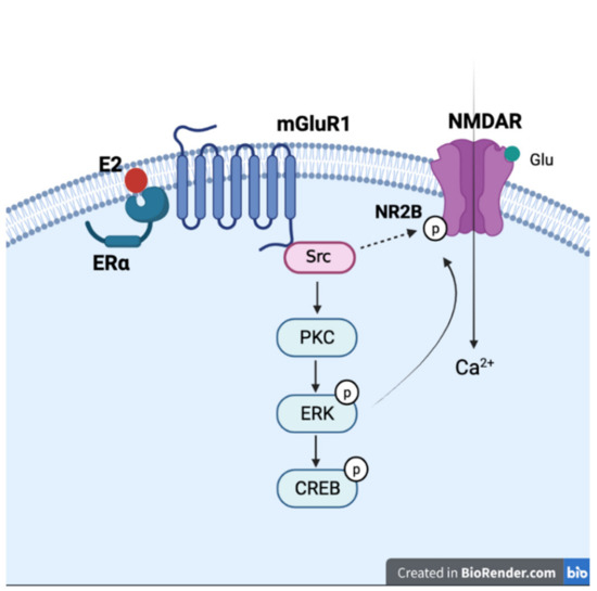 スワン ミネラルの2本セット Exploring the effects of estrogen deficiency and aging on