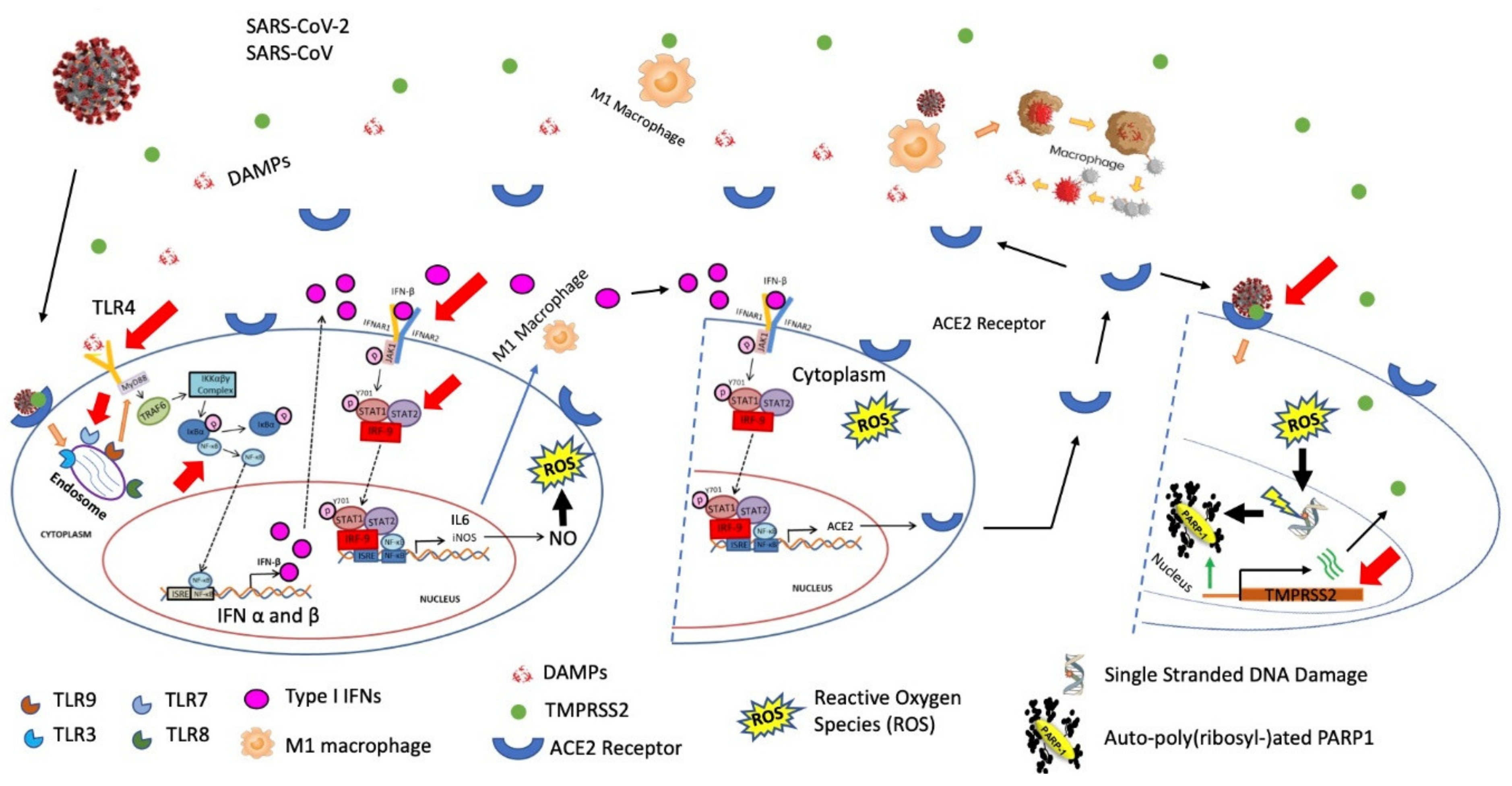 Ijms 22 08660 g006 Ijms 22 08660 g006