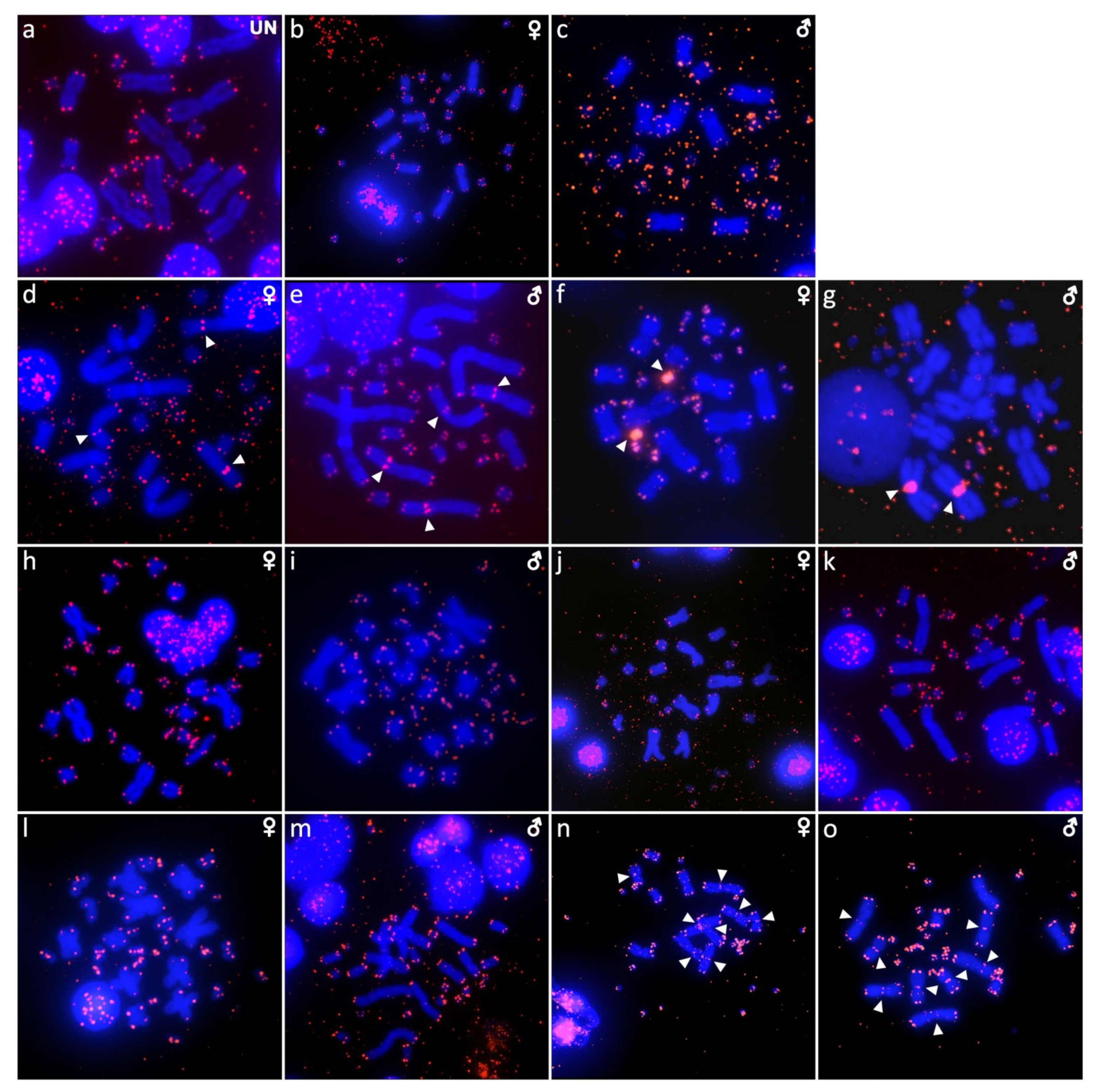 Ijms 22 08670 g004 Ijms 22 08670 g004