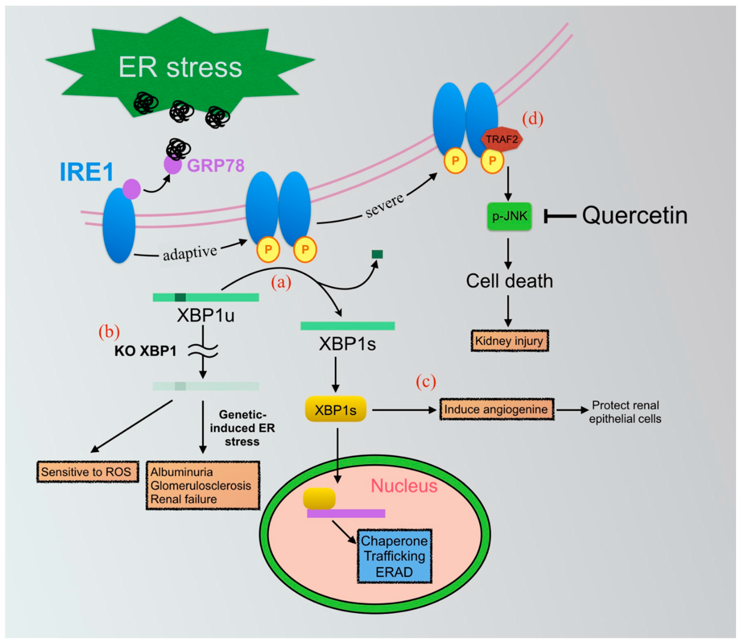 Ijms 22 08674 g001 550