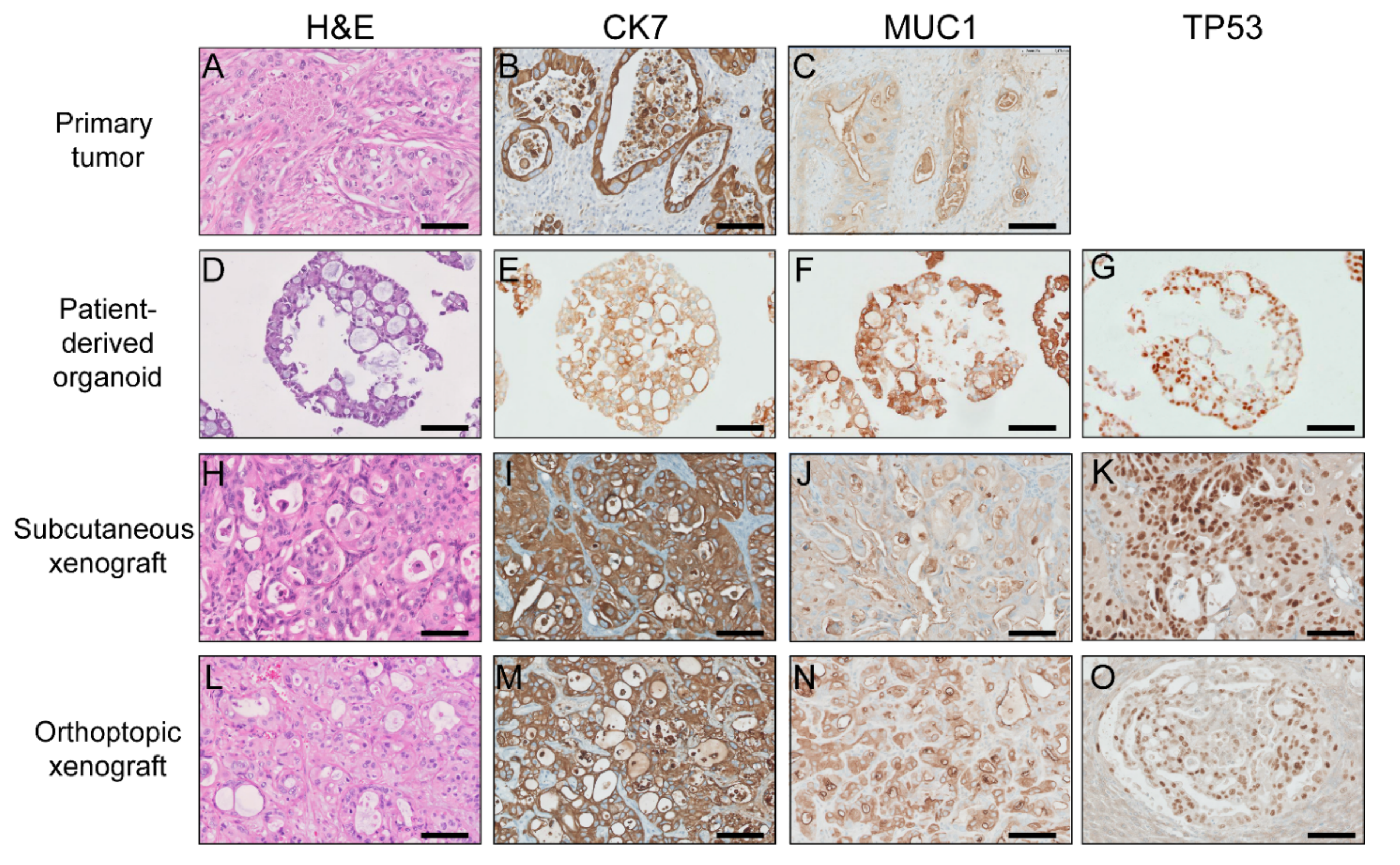 Ijms 22 08675 g003 Ijms 22 08675 g003