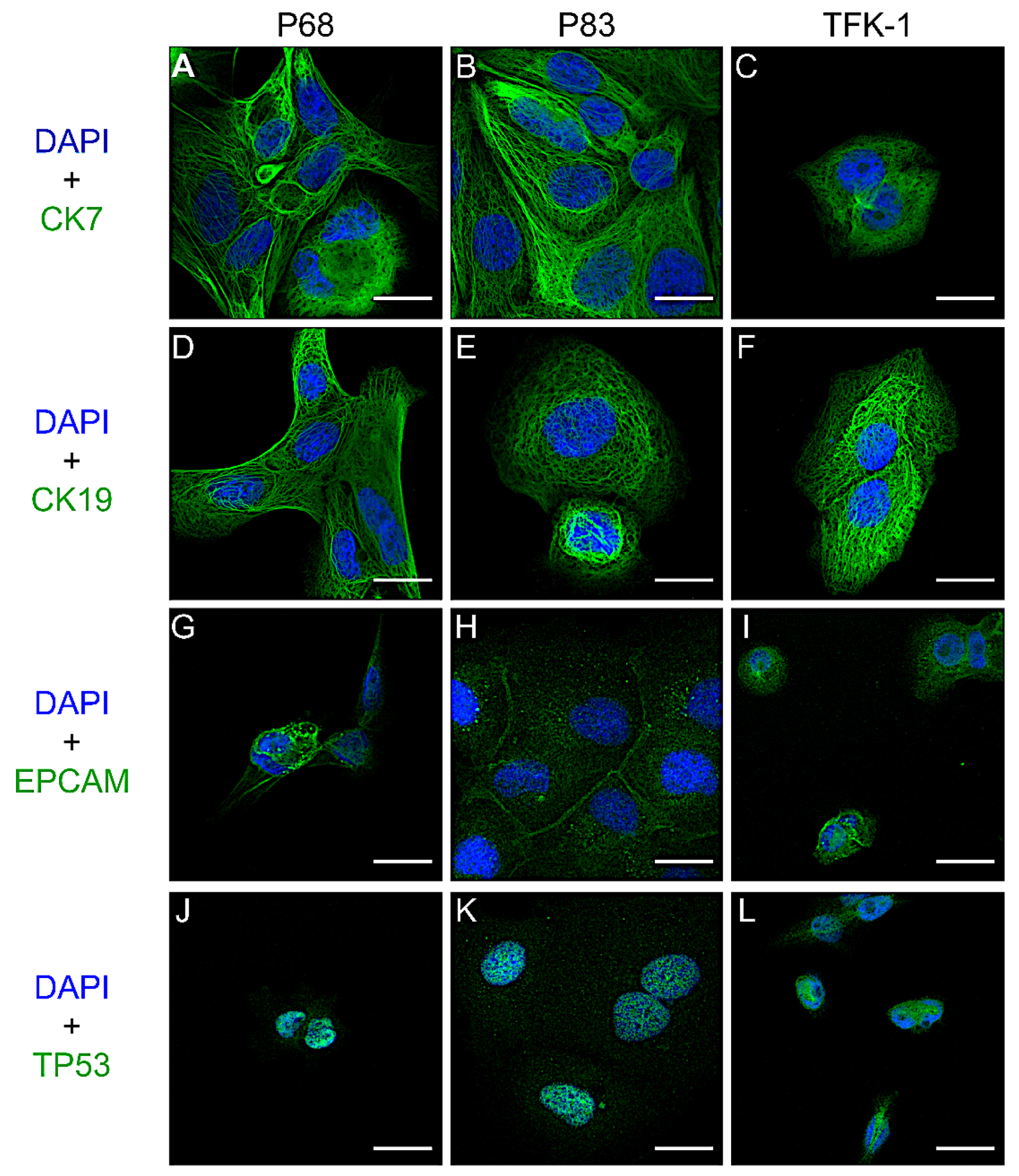 Ijms 22 08675 g004 Ijms 22 08675 g004