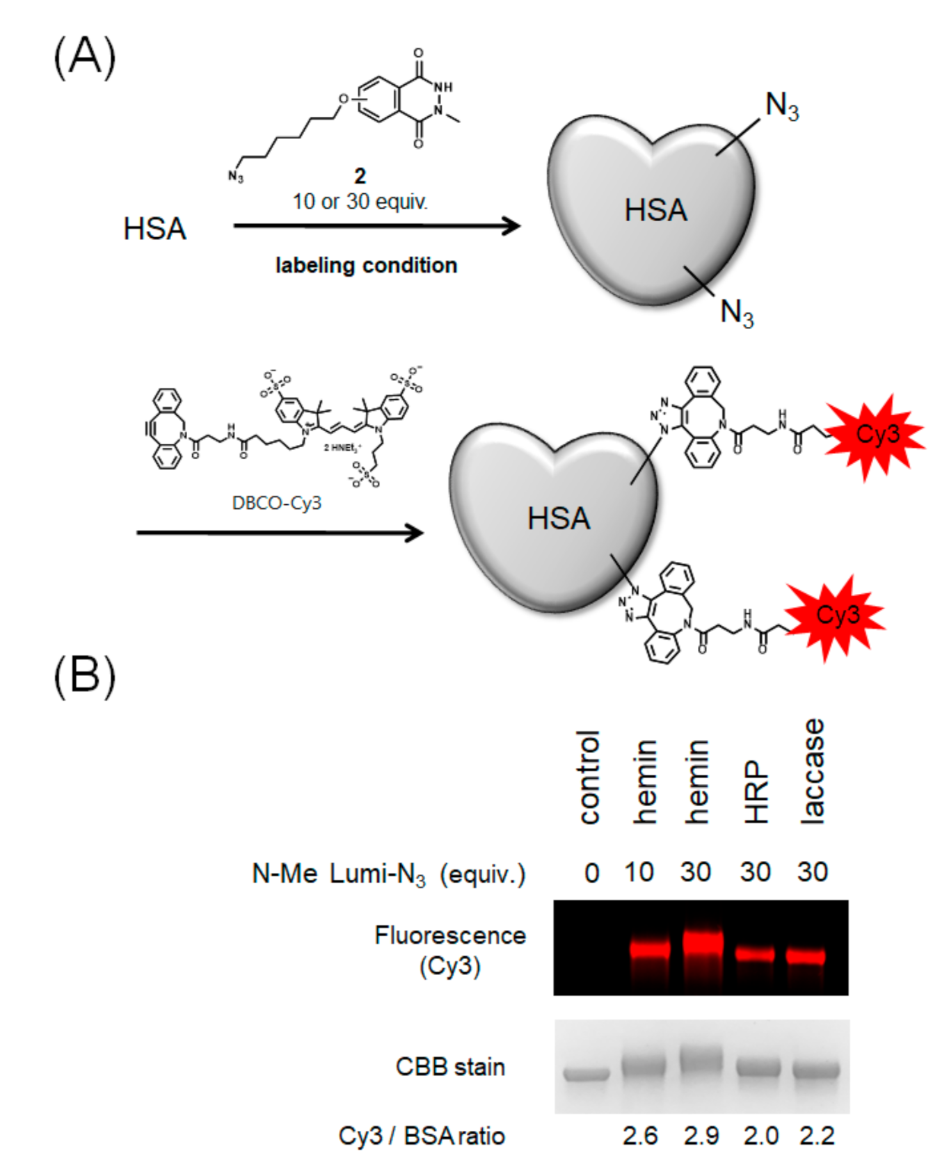 Ijms 22 08676 g005 550