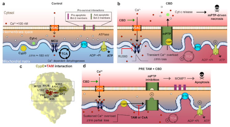 Ijms 22 08688 g004 Ijms 22 08688 g004