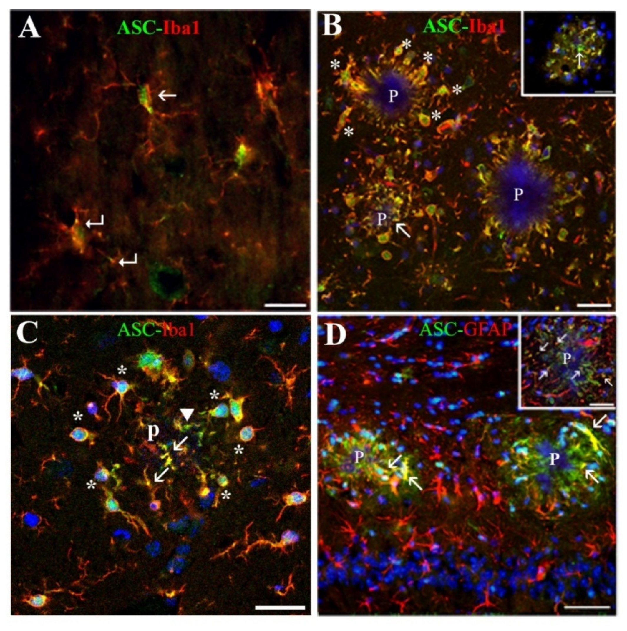 Ijms 22 08697 g002 550