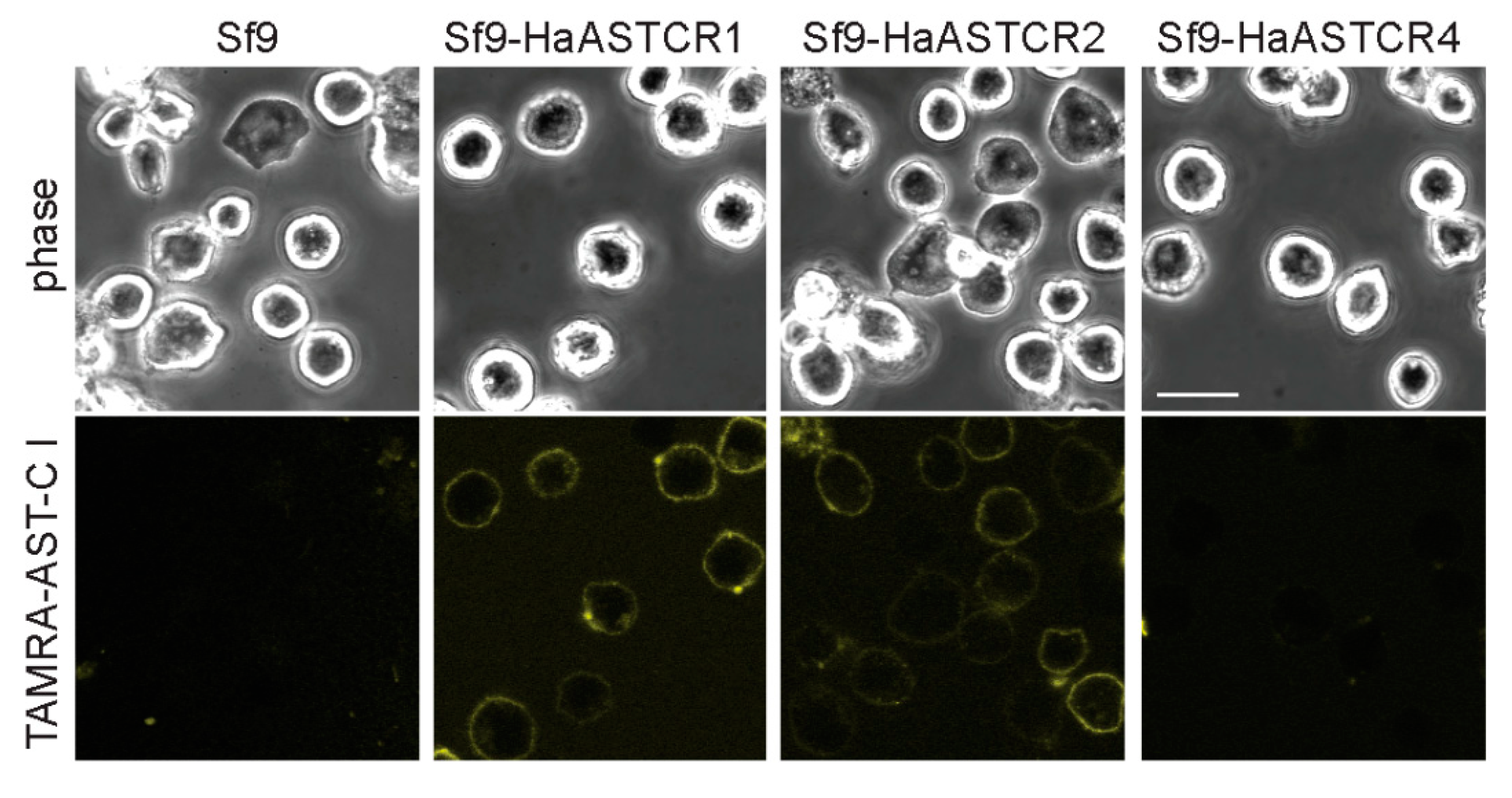 Ijms 22 08703 g004 Ijms 22 08703 g004