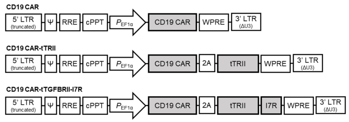 Ijms 22 08706 g001 Ijms 22 08706 g001