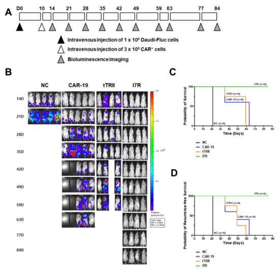 IJMS Free Full Text TGF IL 7 Chimeric Switch Receptor