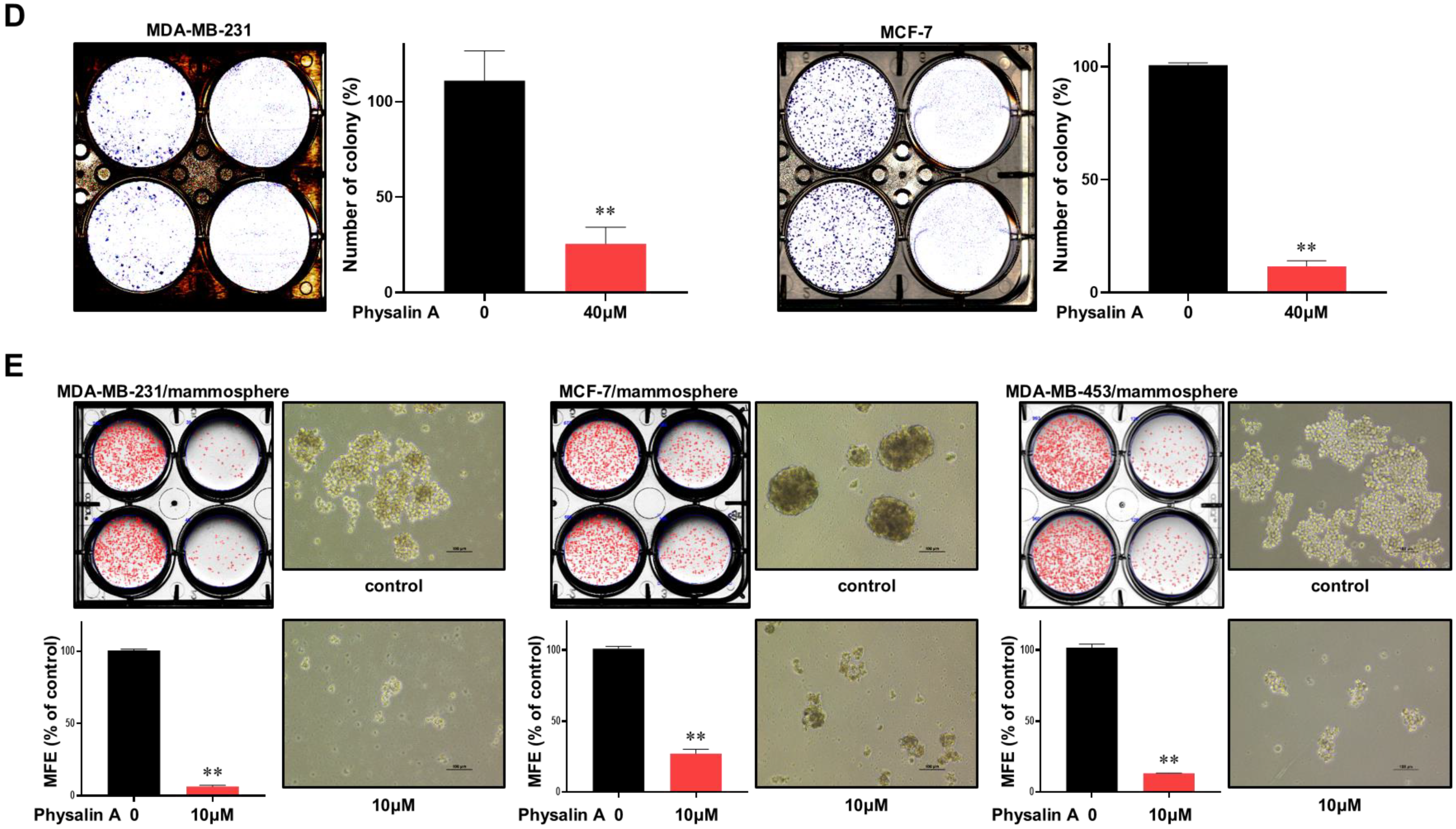 Ijms 22 08718 g001b Ijms 22 08718 g001b