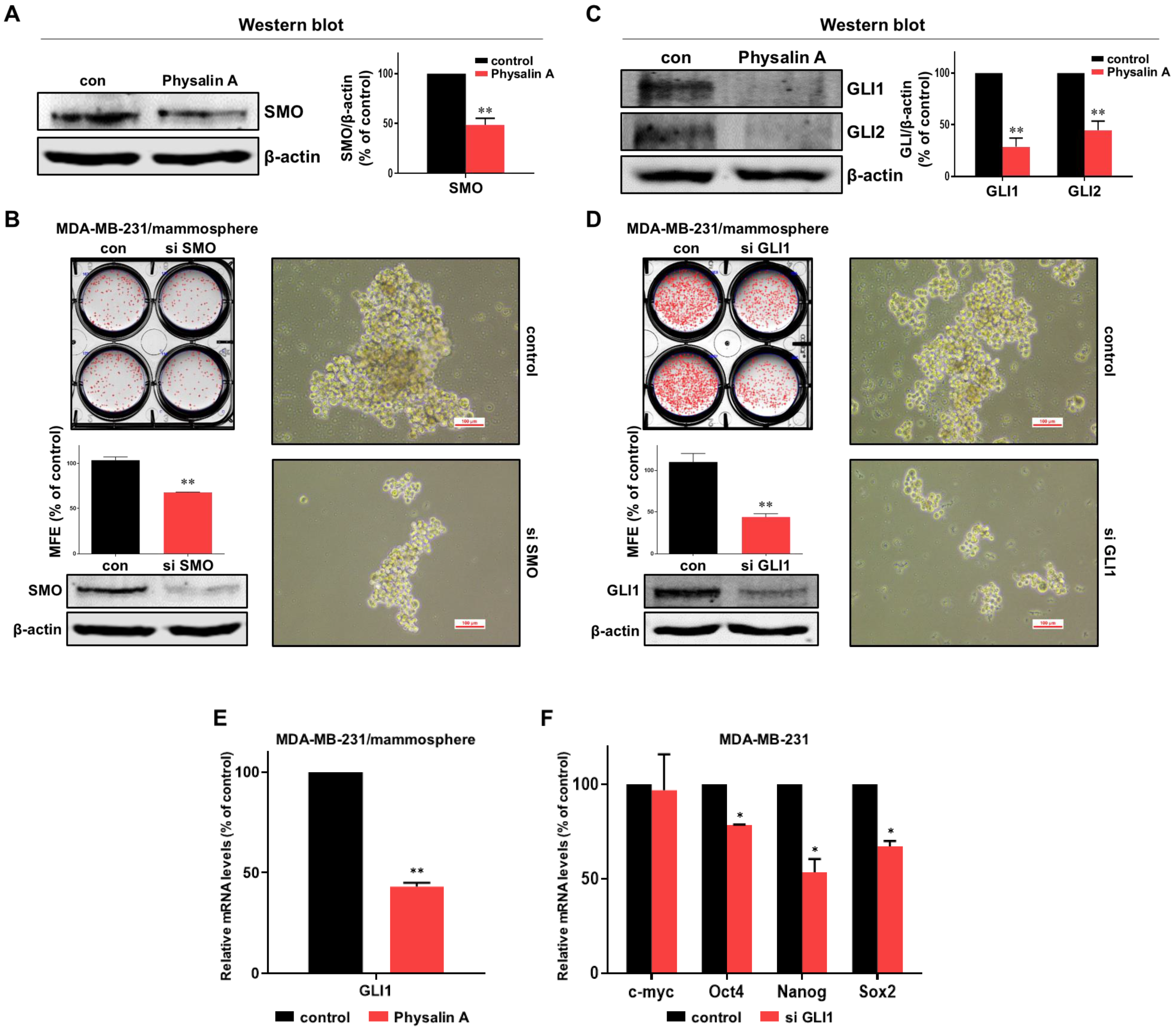 Ijms 22 08718 g004 Ijms 22 08718 g004