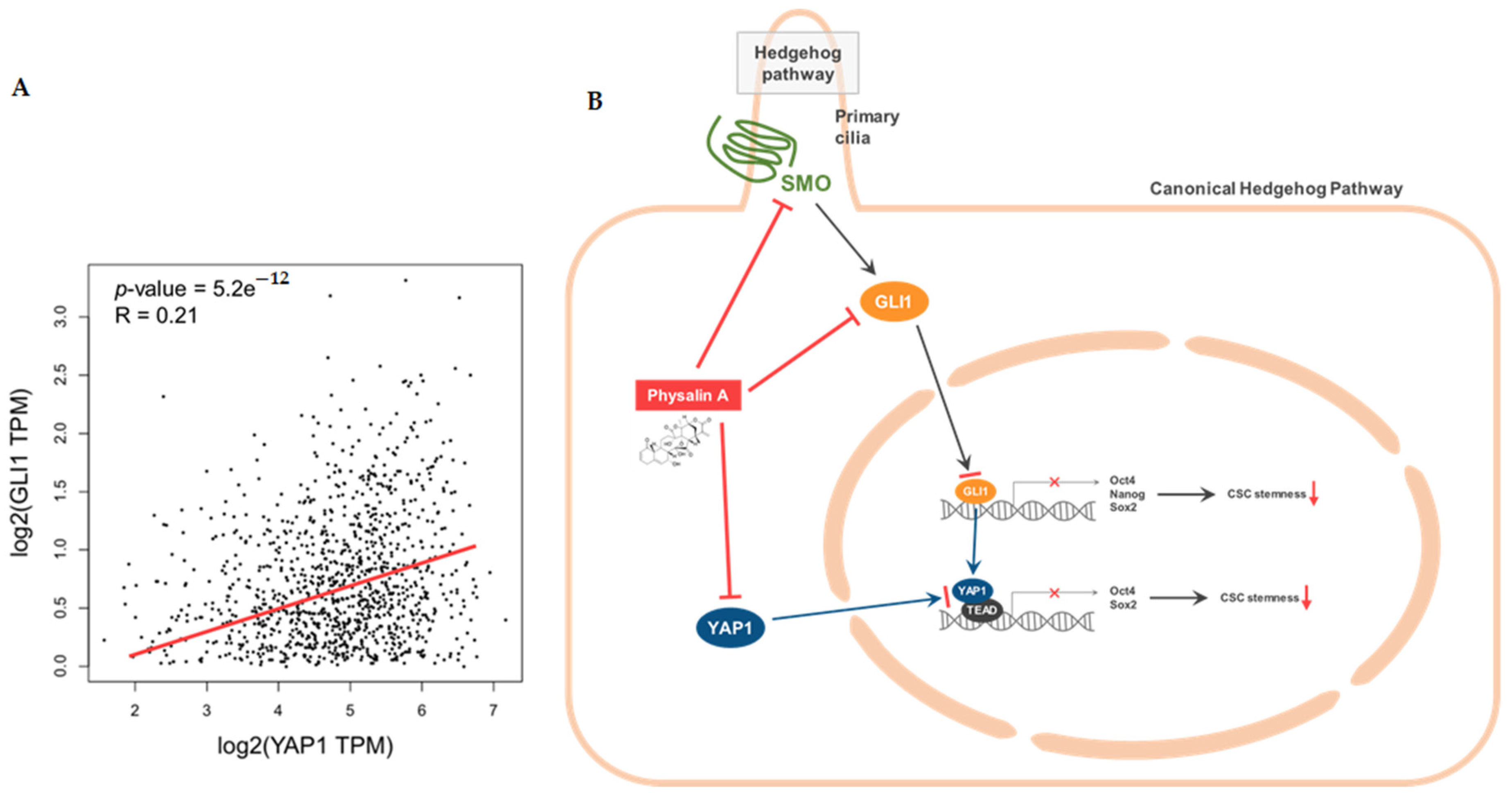 Ijms 22 08718 g007 Ijms 22 08718 g007