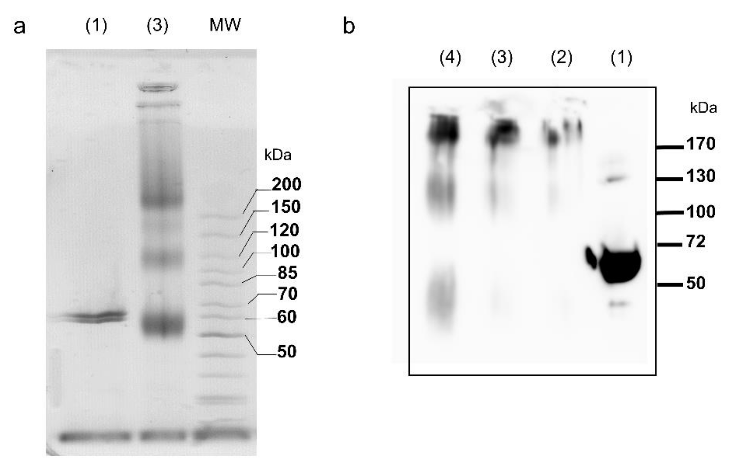 Ijms 22 08723 g002 550