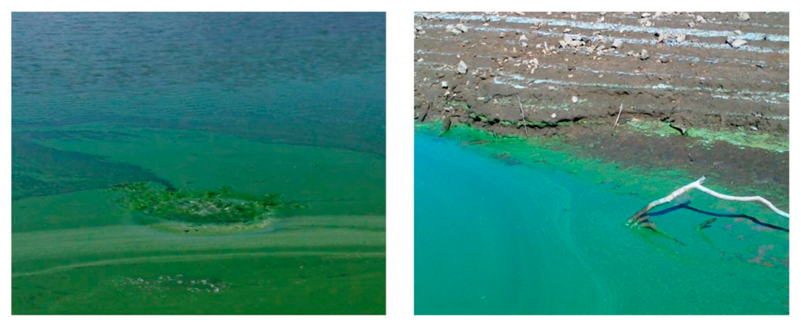 Ijms 22 08726 g001 550