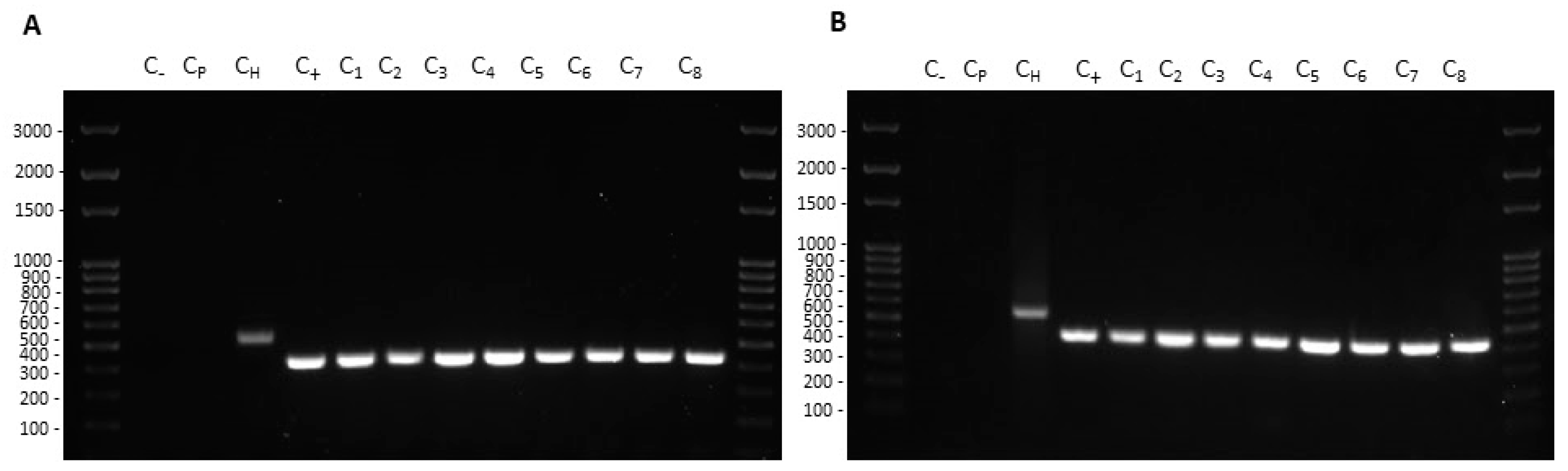 Ijms 22 08732 g005 550