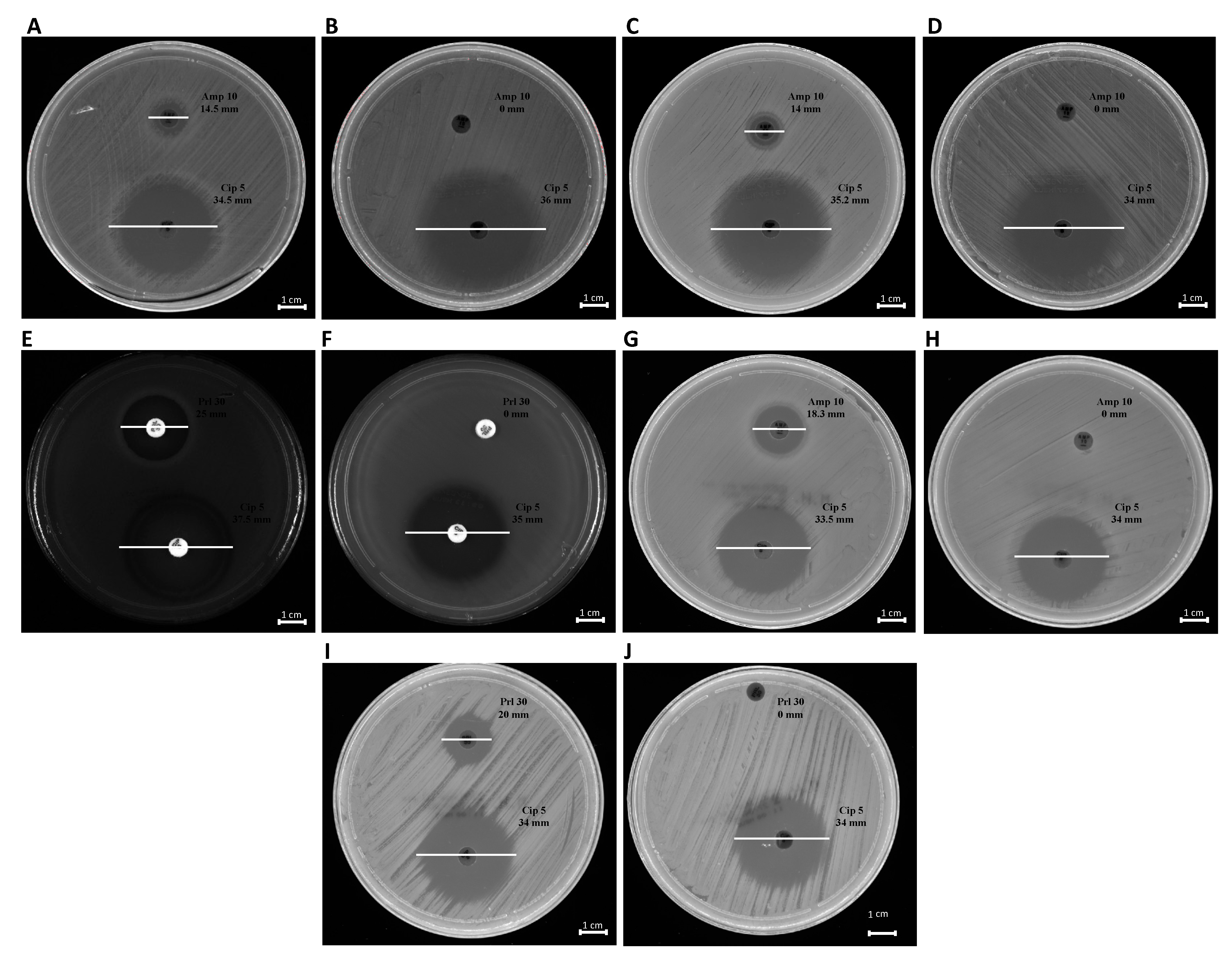 Ijms 22 08732 g008 550