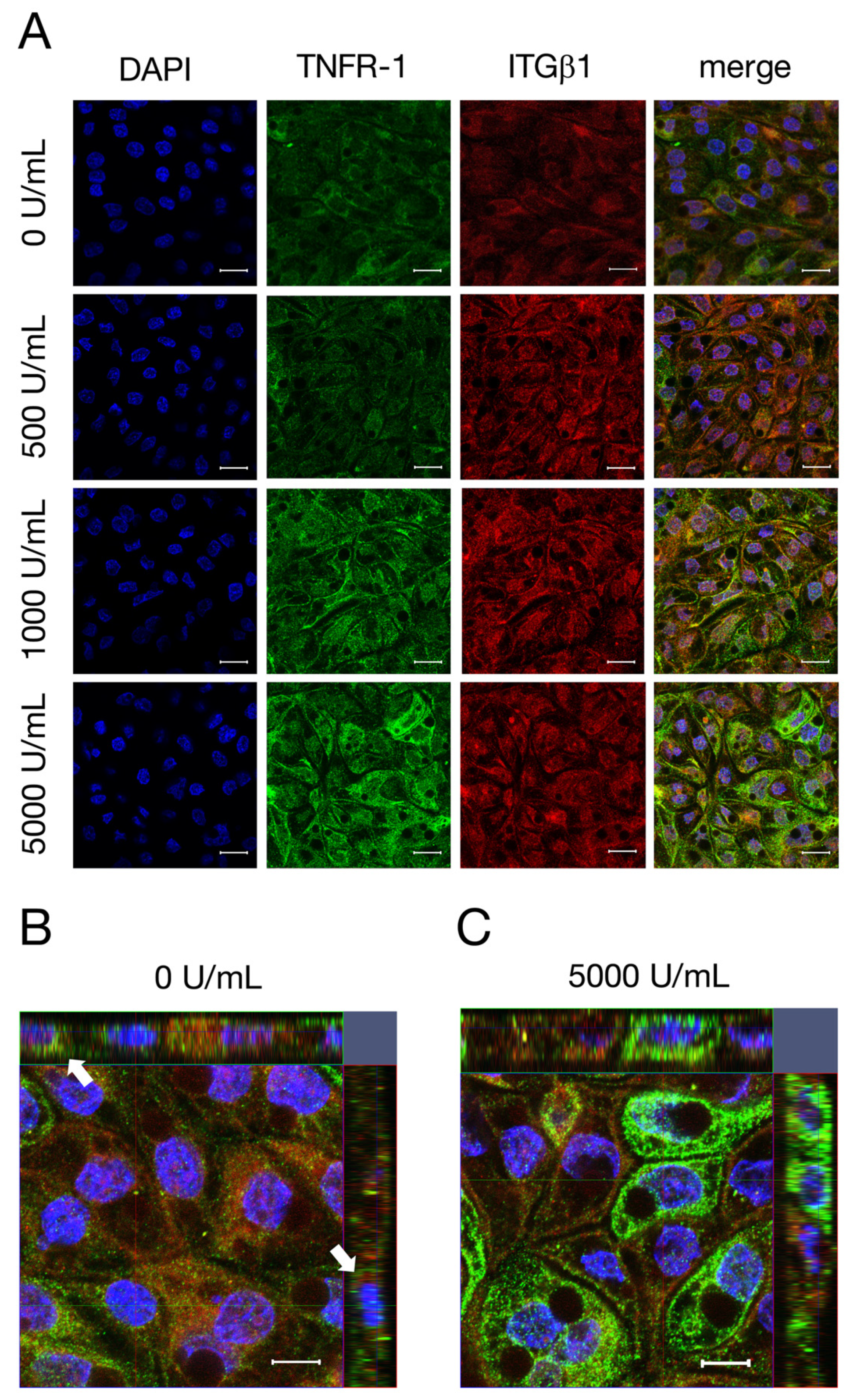Ijms 22 08746 g005 550