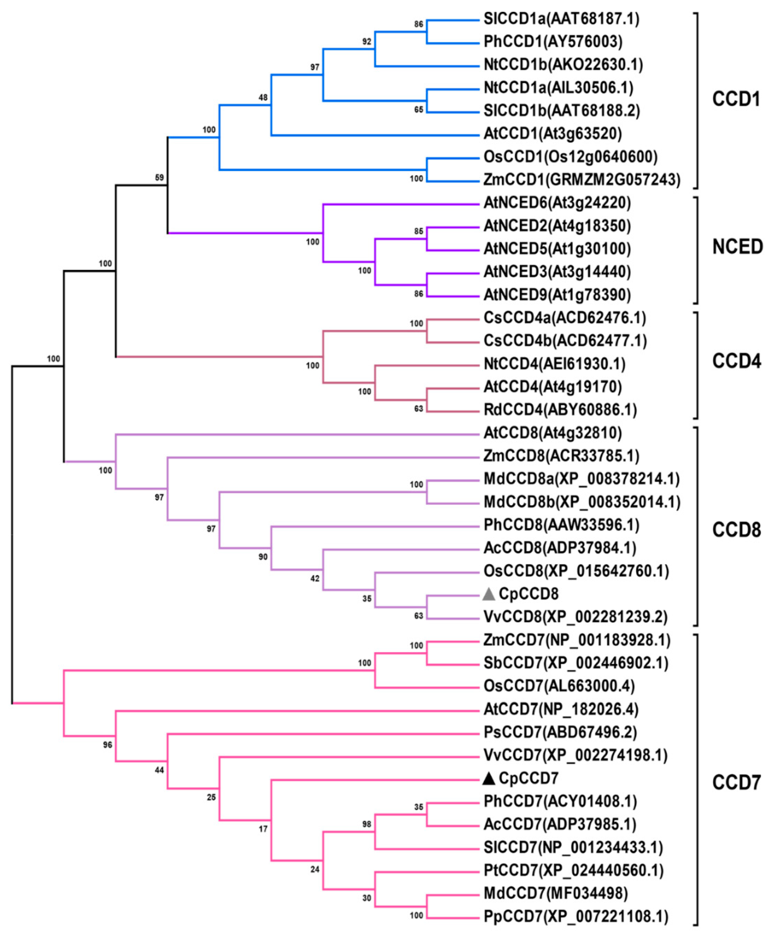 Ijms 22 08750 g002 550