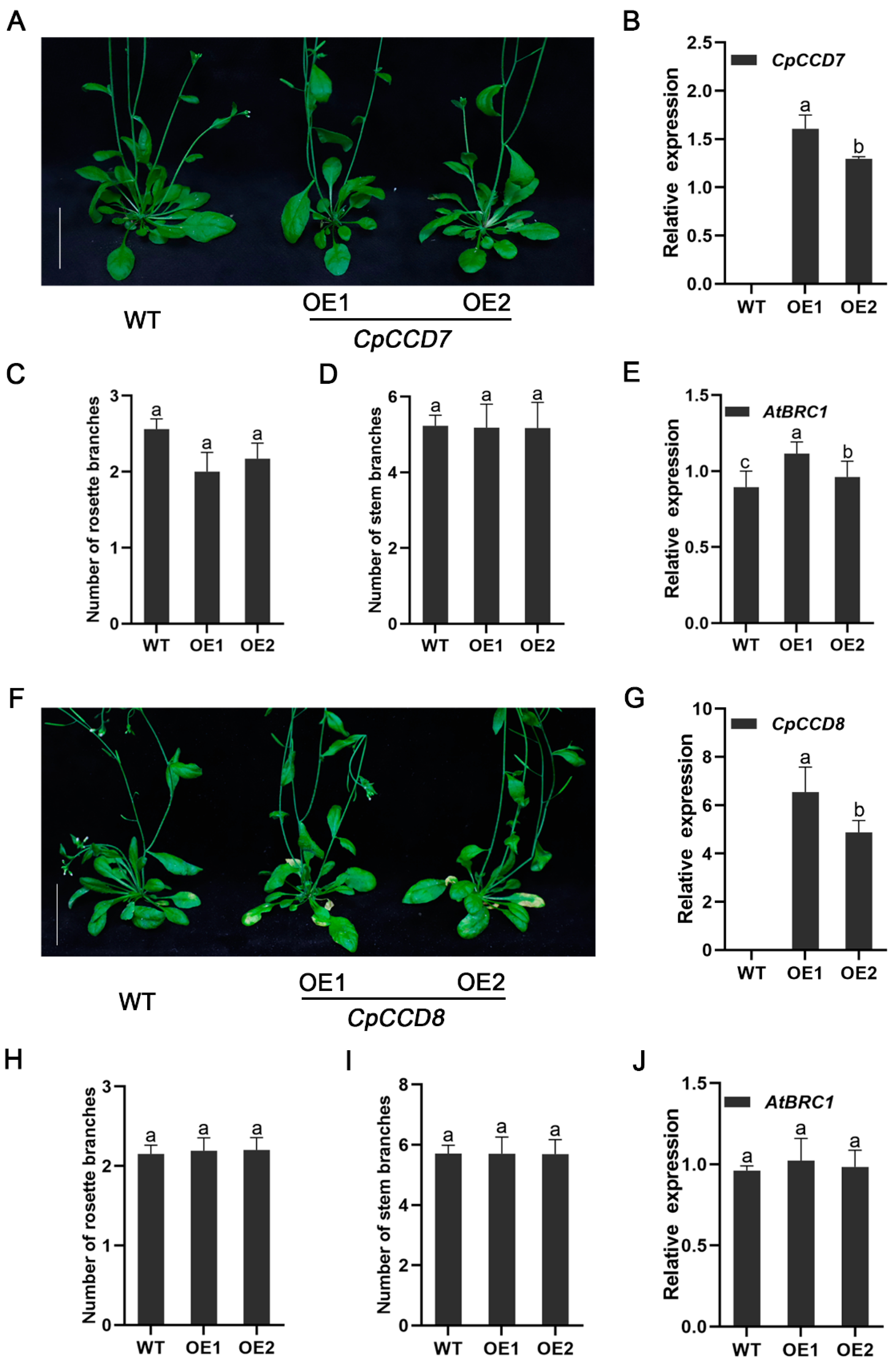Ijms 22 08750 g005 550