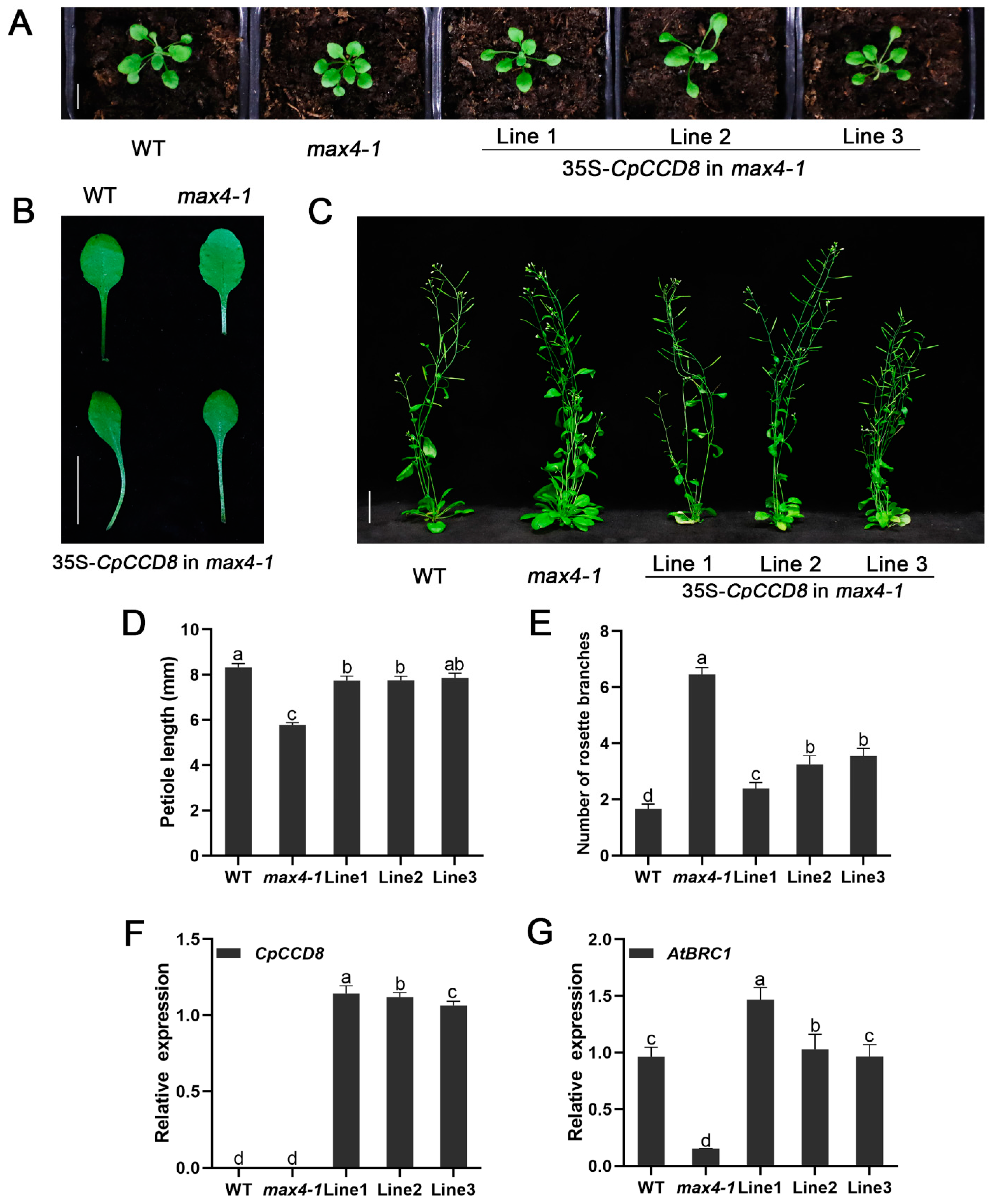 Ijms 22 08750 g007 550