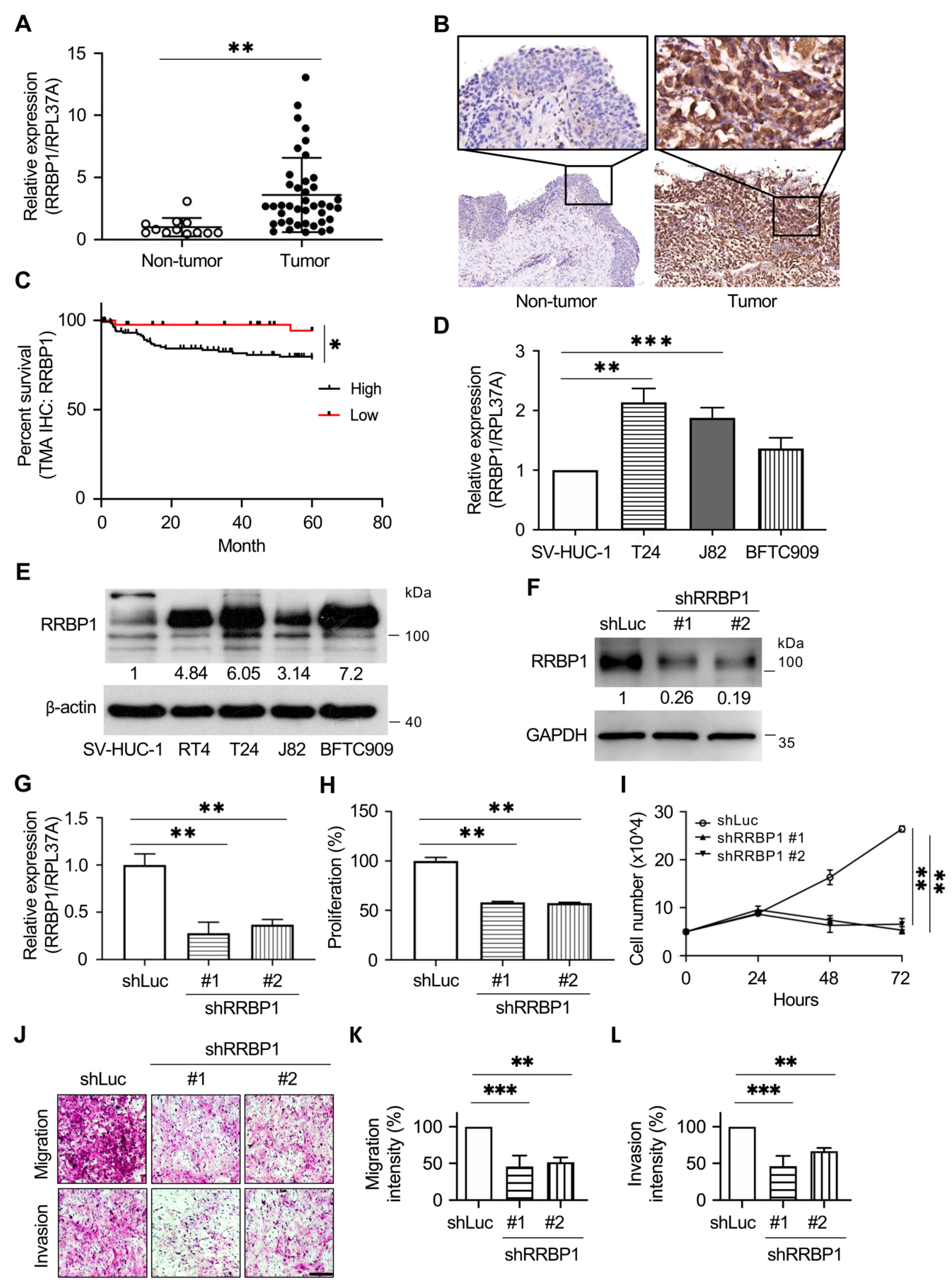 Ijms 22 08761 g004 550