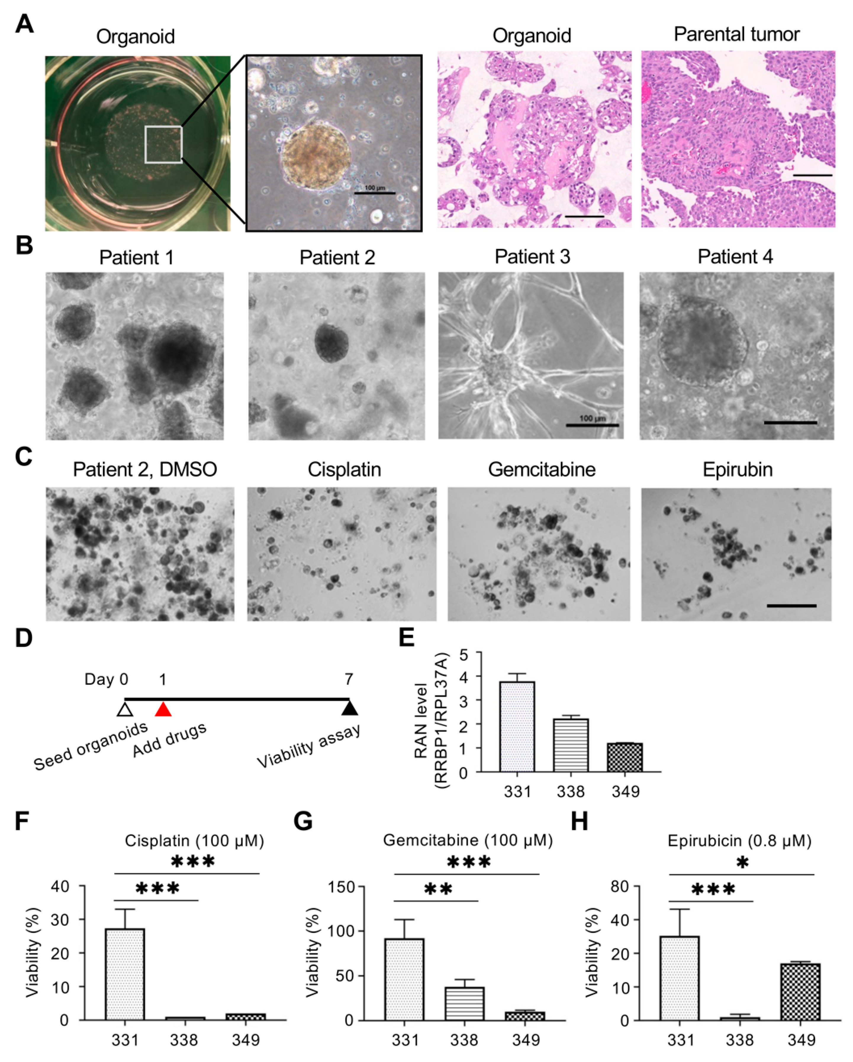 Ijms 22 08761 g006 550