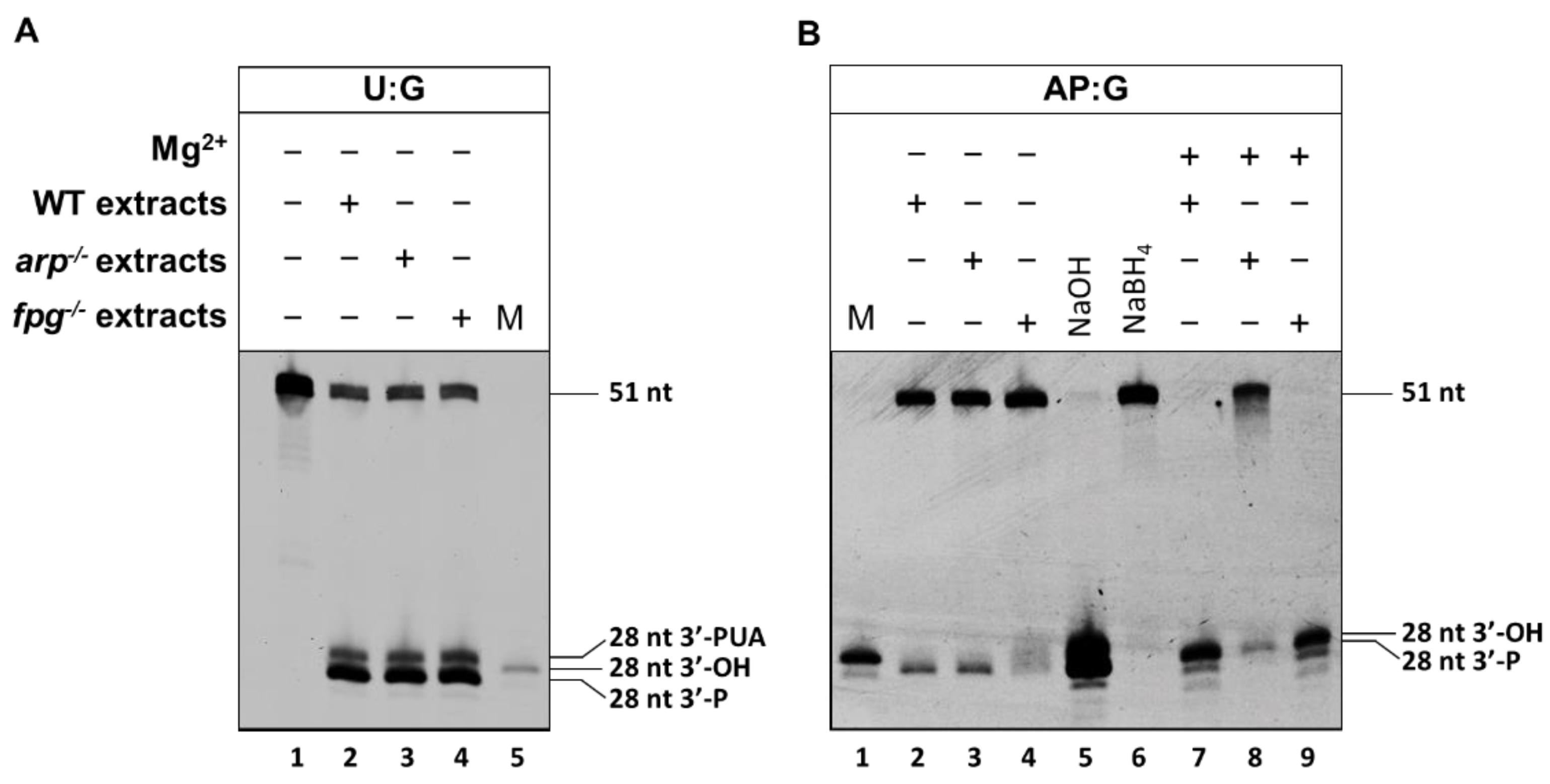 Ijms 22 08763 g003 550
