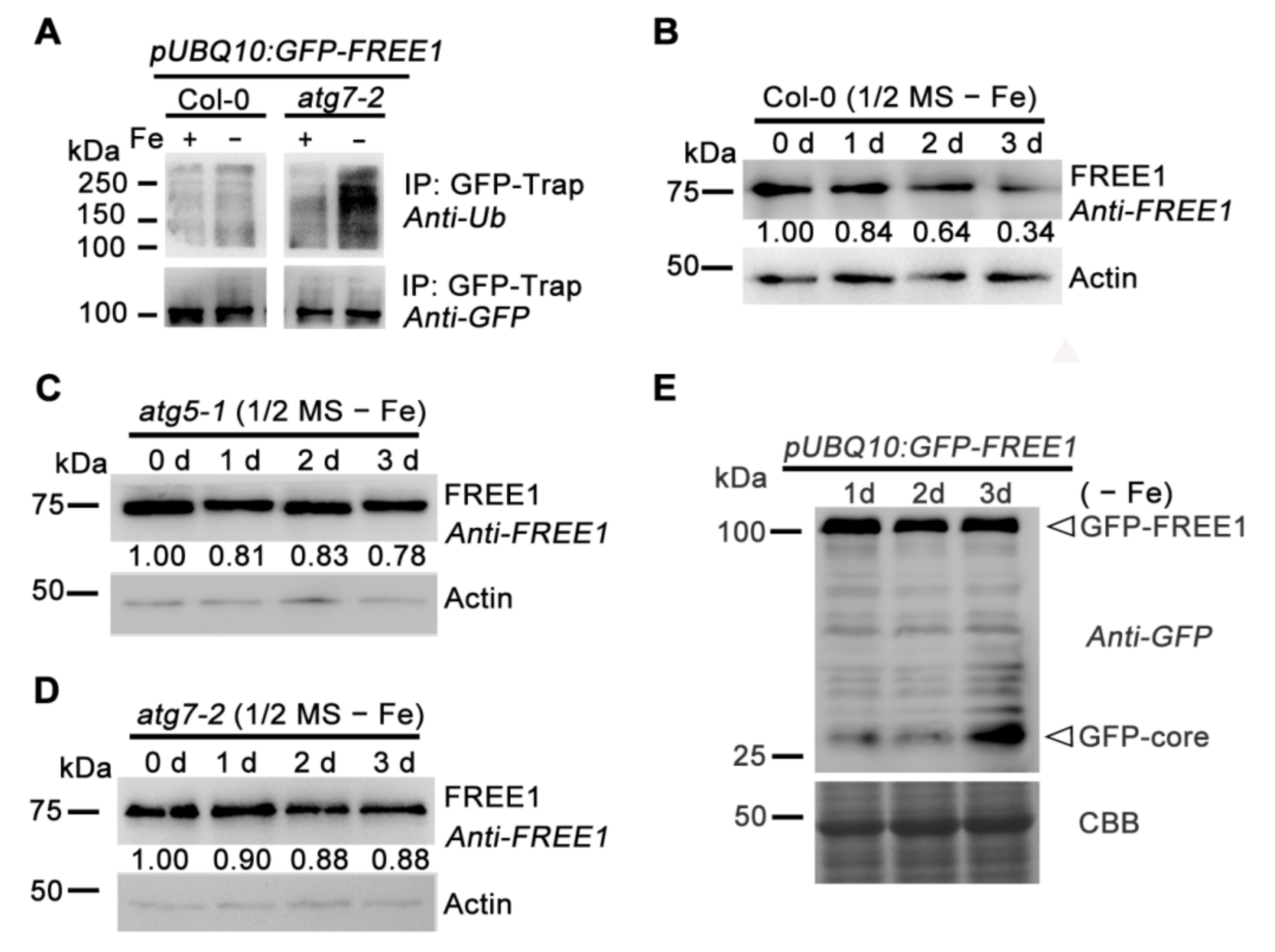 Ijms 22 08779 g003 550