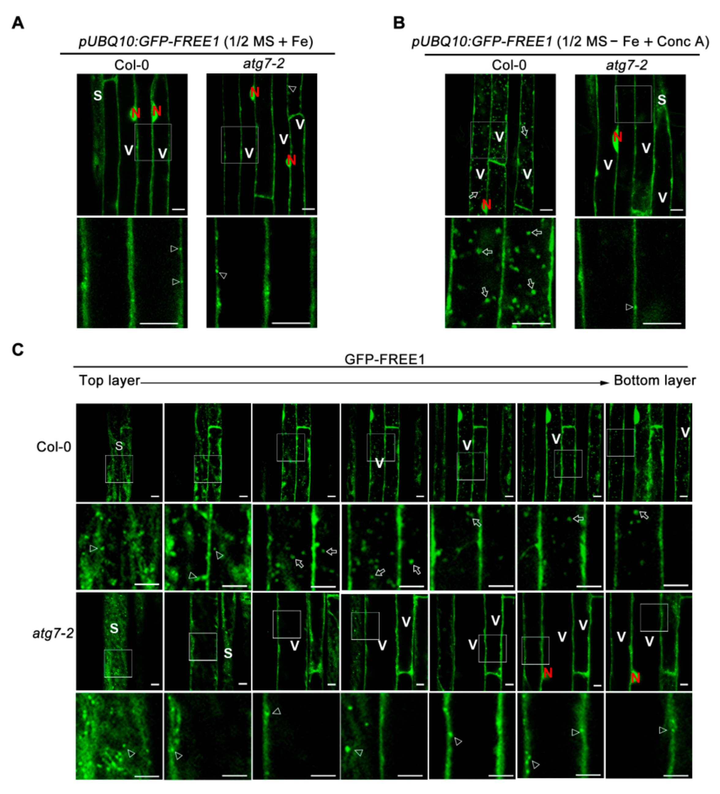 Ijms 22 08779 g004 550