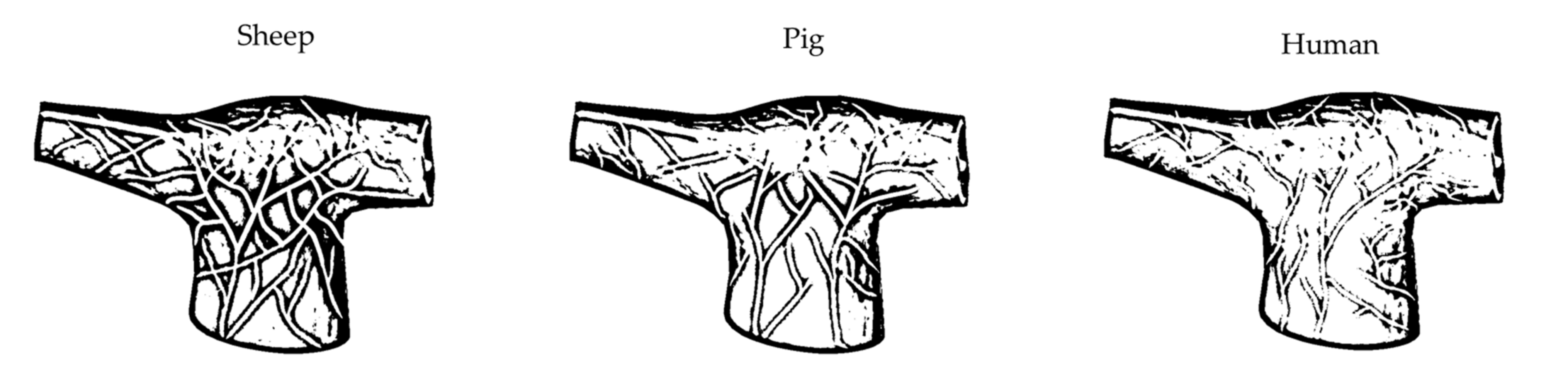 Ijms 22 08788 g001 Ijms 22 08788 g001