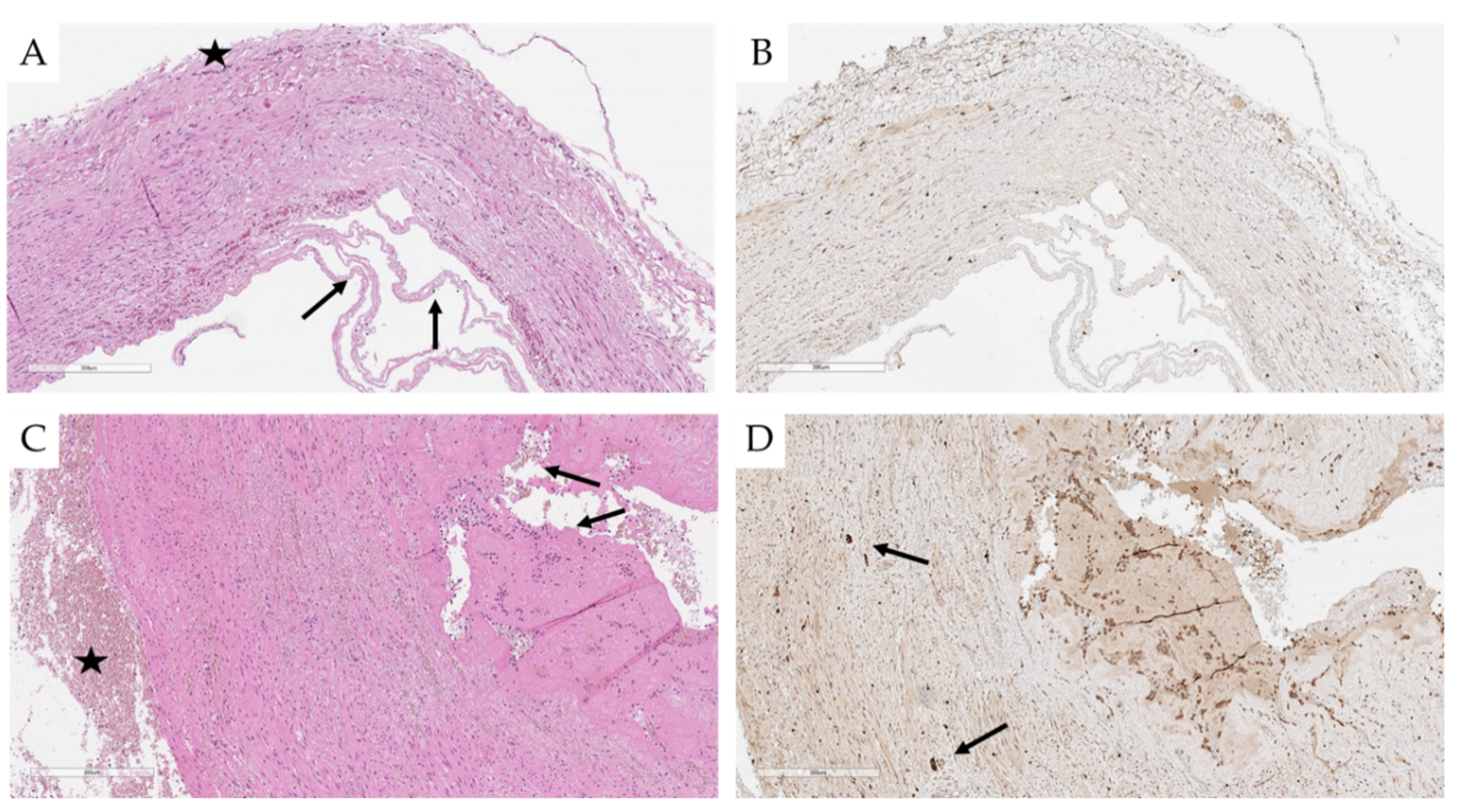 Ijms 22 08788 g005 Ijms 22 08788 g005