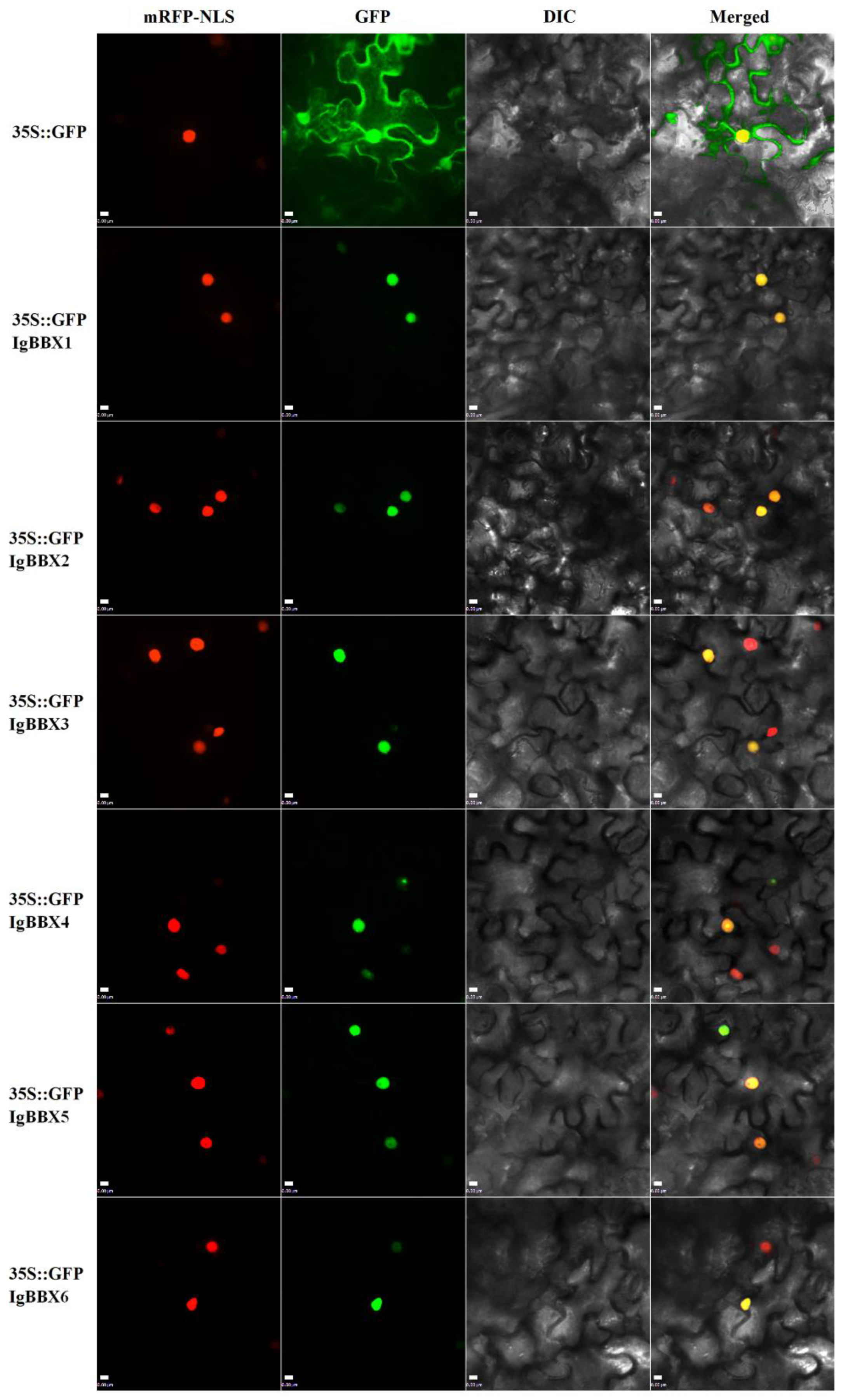 Ijms 22 08793 g002 550