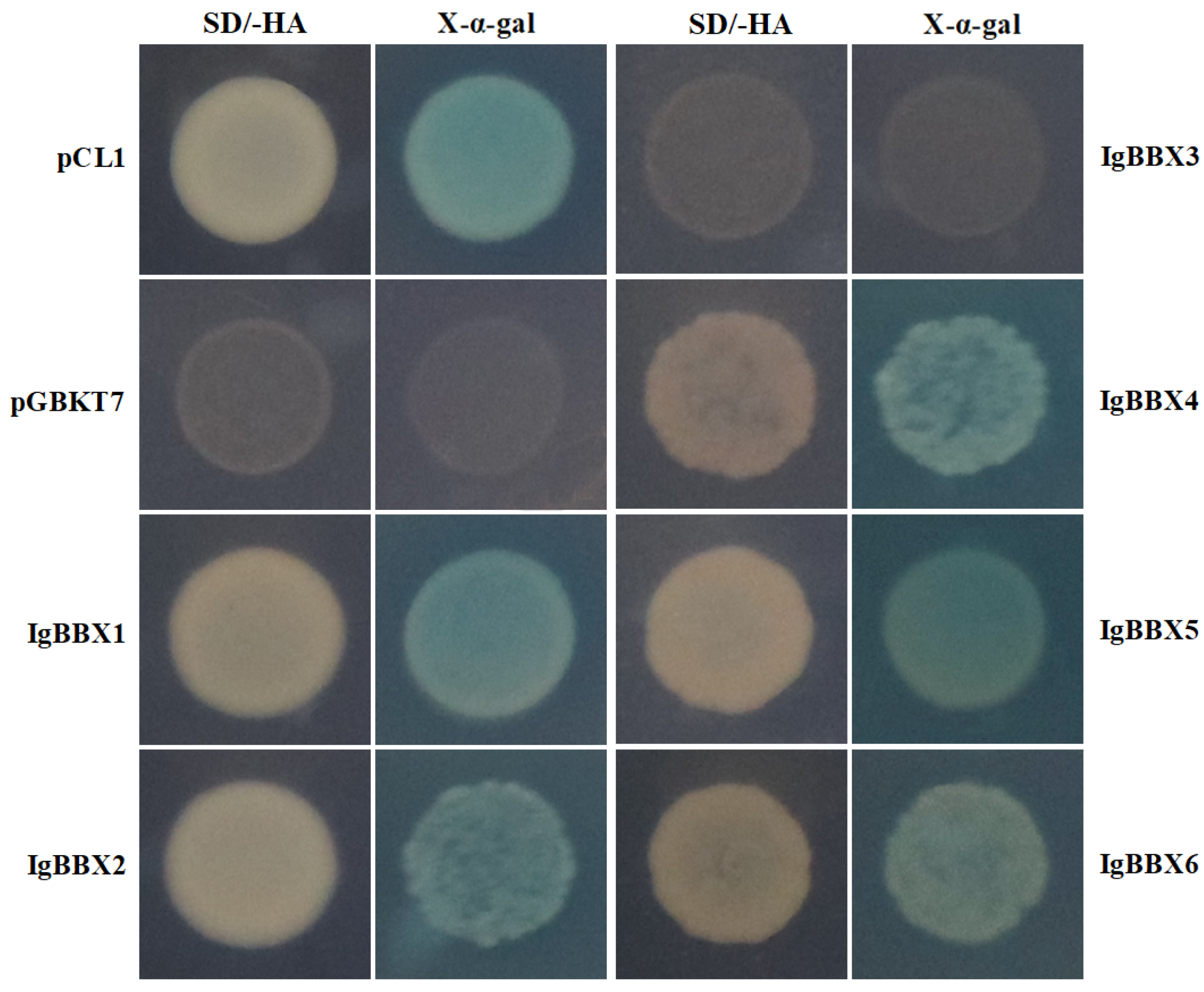 Ijms 22 08793 g003 550