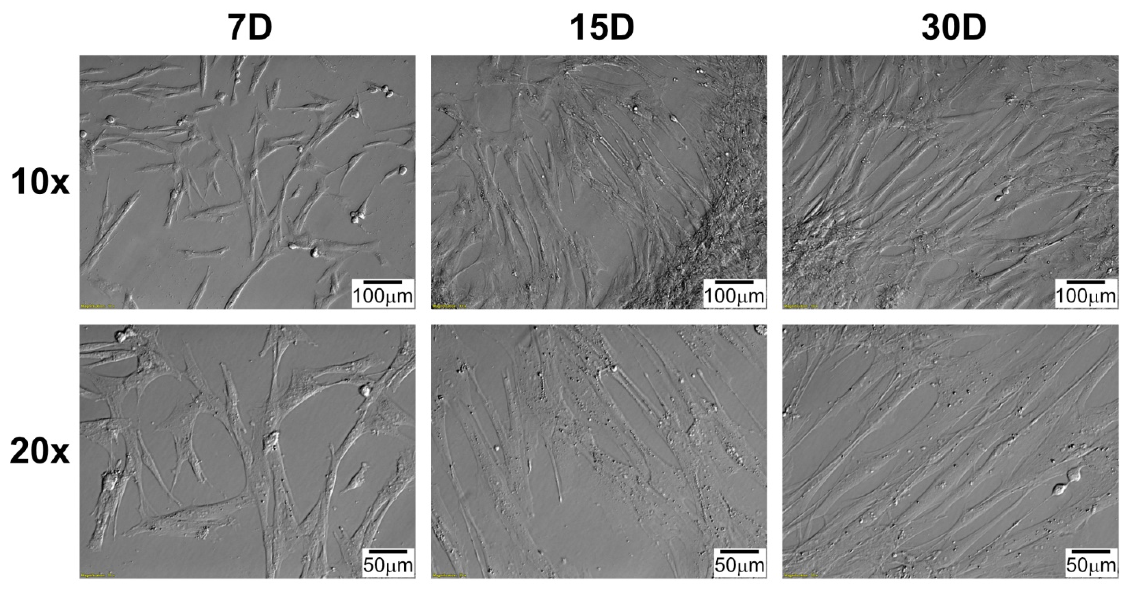 Ijms 22 08794 g002 550