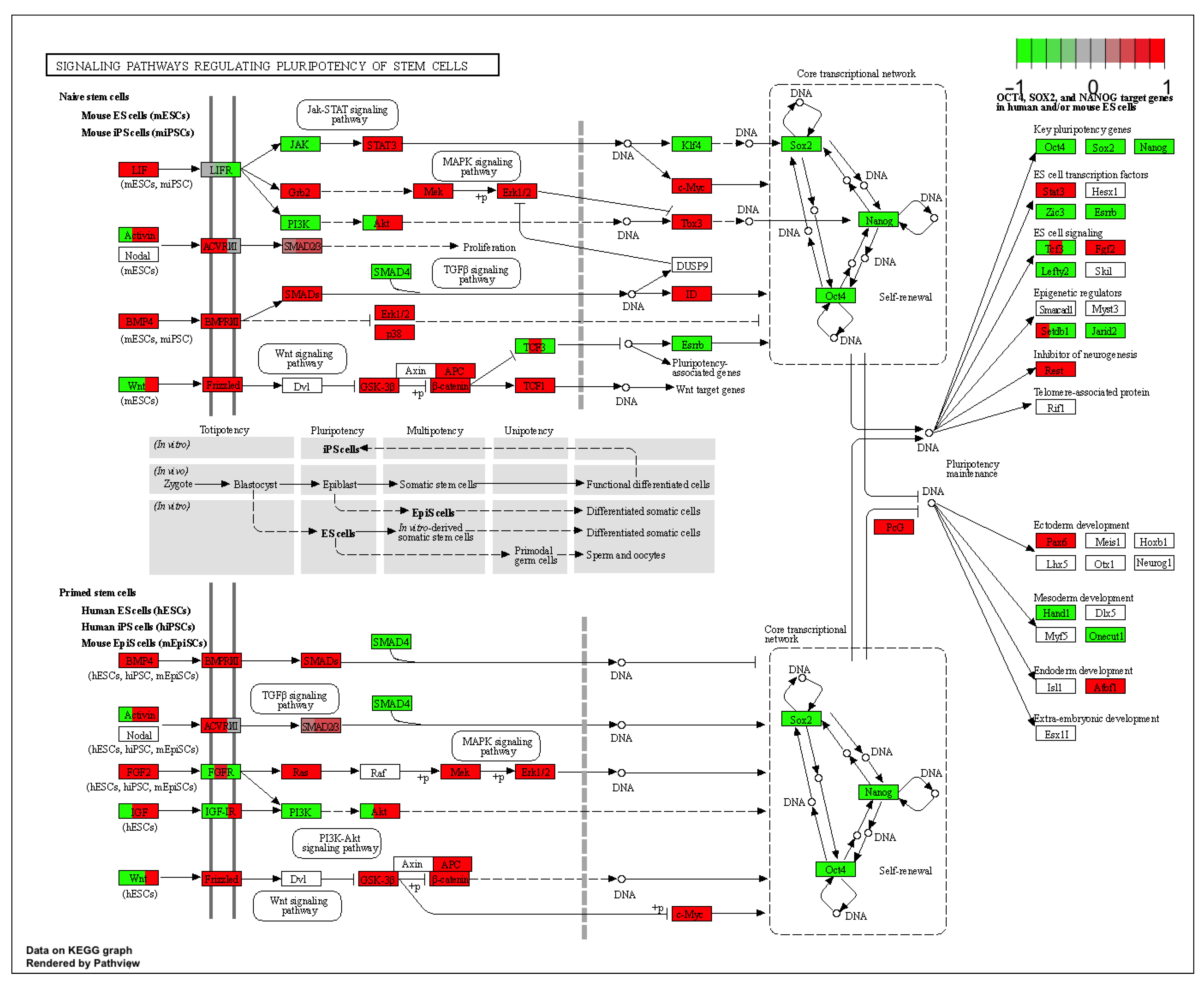 Ijms 22 08794 g010 550