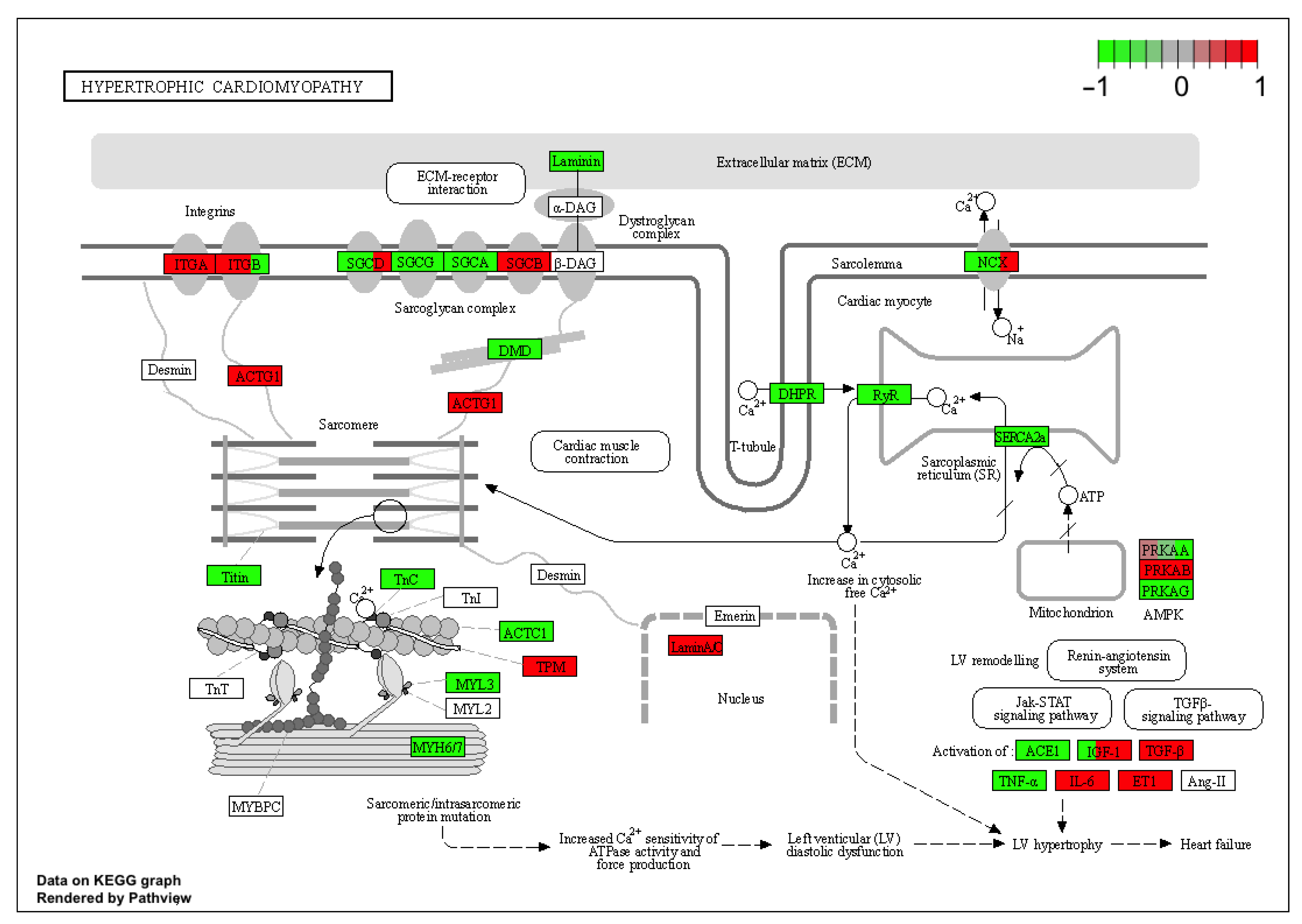 Ijms 22 08794 g011 550