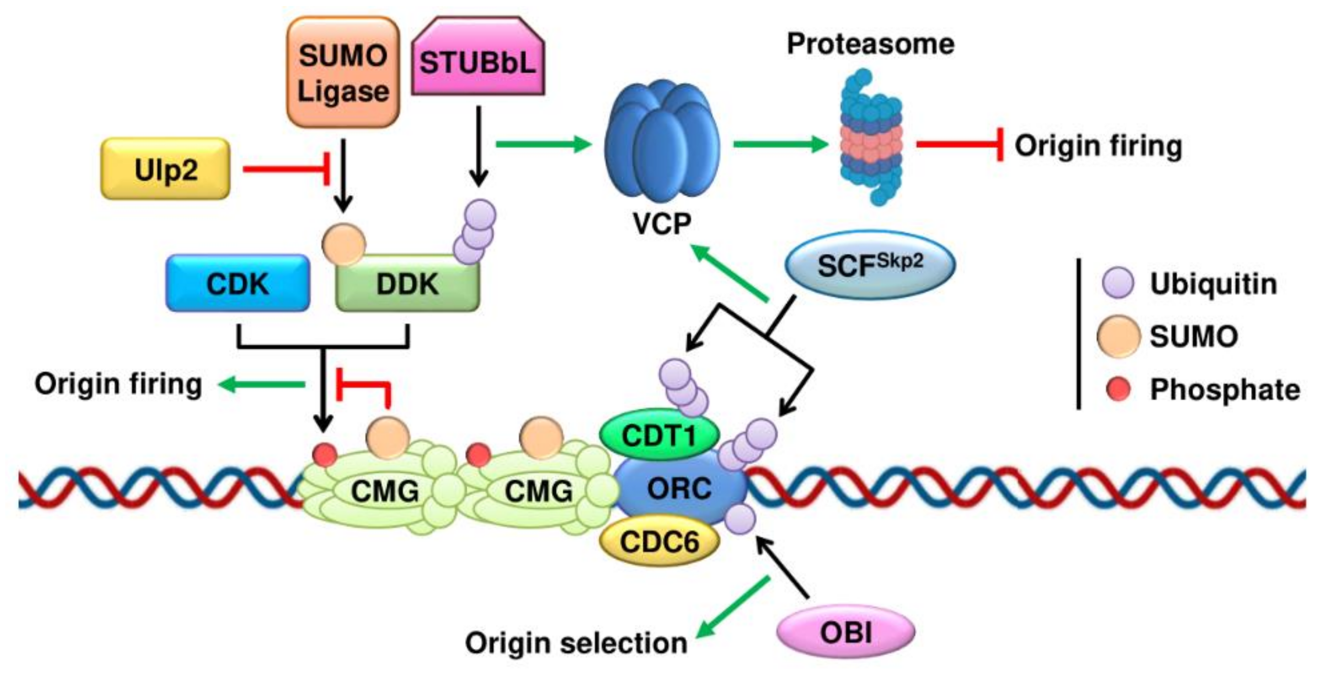 Ijms 22 08796 g001 550