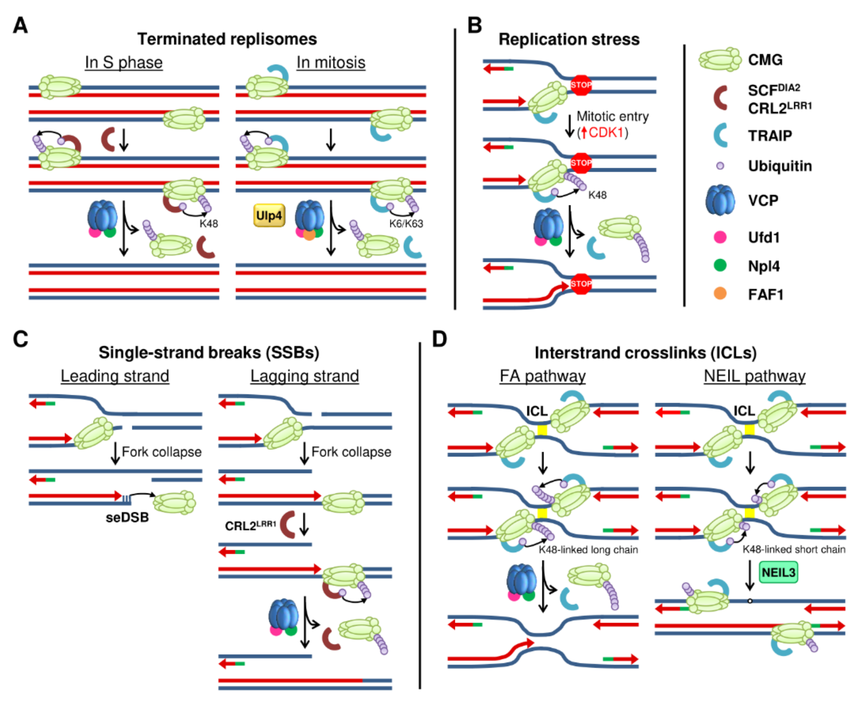 Ijms 22 08796 g002 550