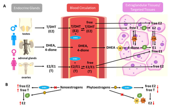 Exploring the Biological Activity and Mechanism of Xenoestrogens
