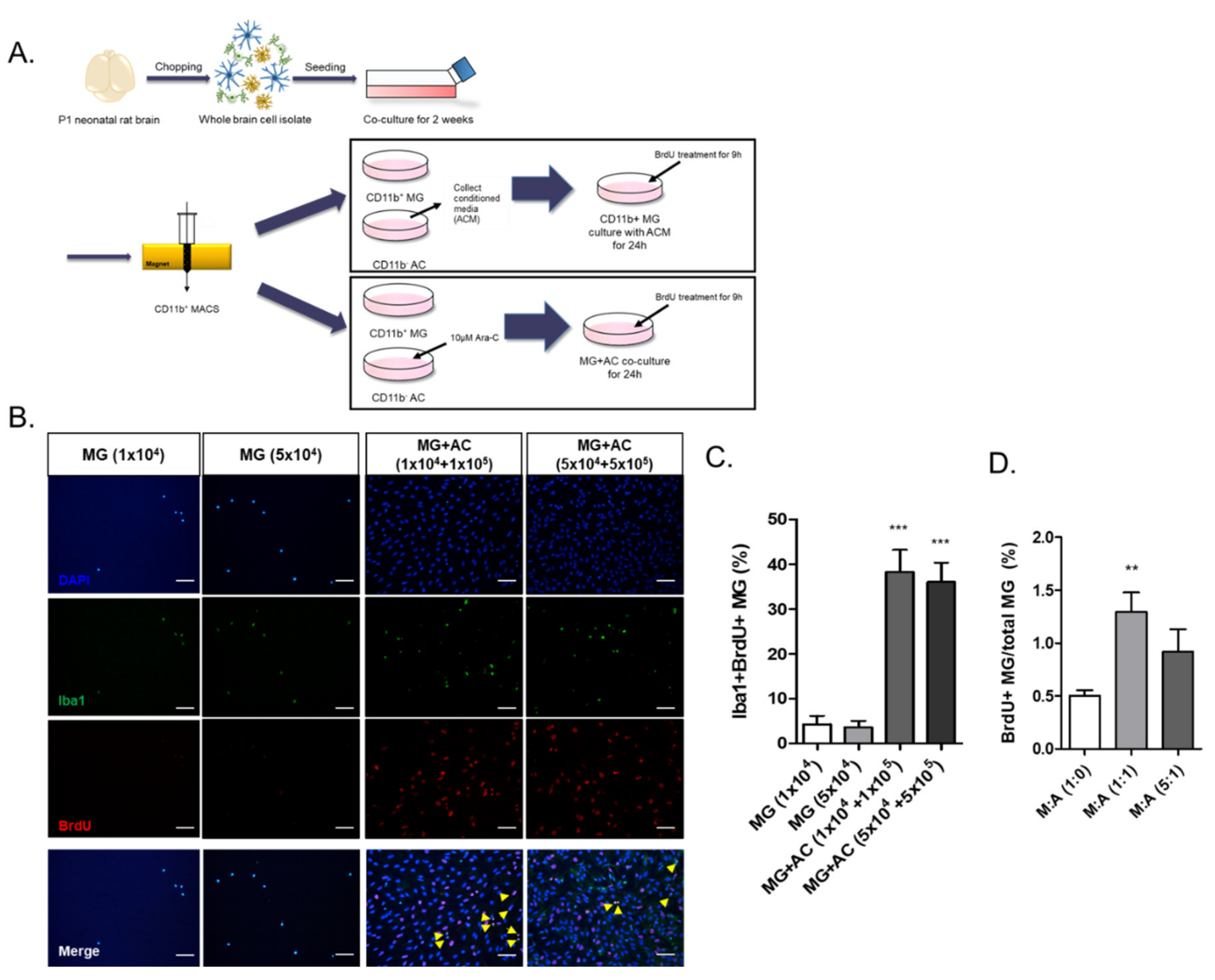 Ijms 22 08800 g003 550